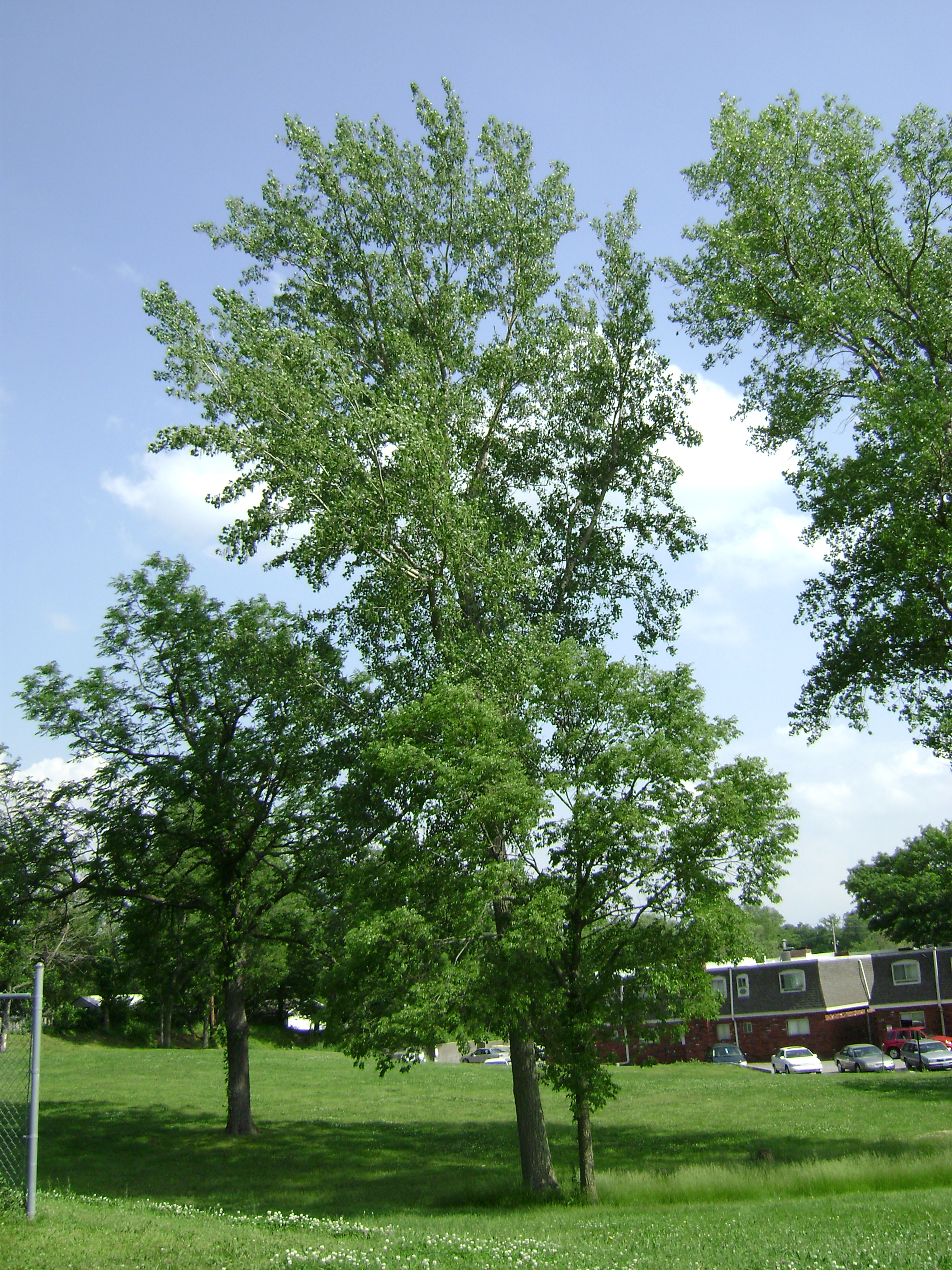 Giant tree photo