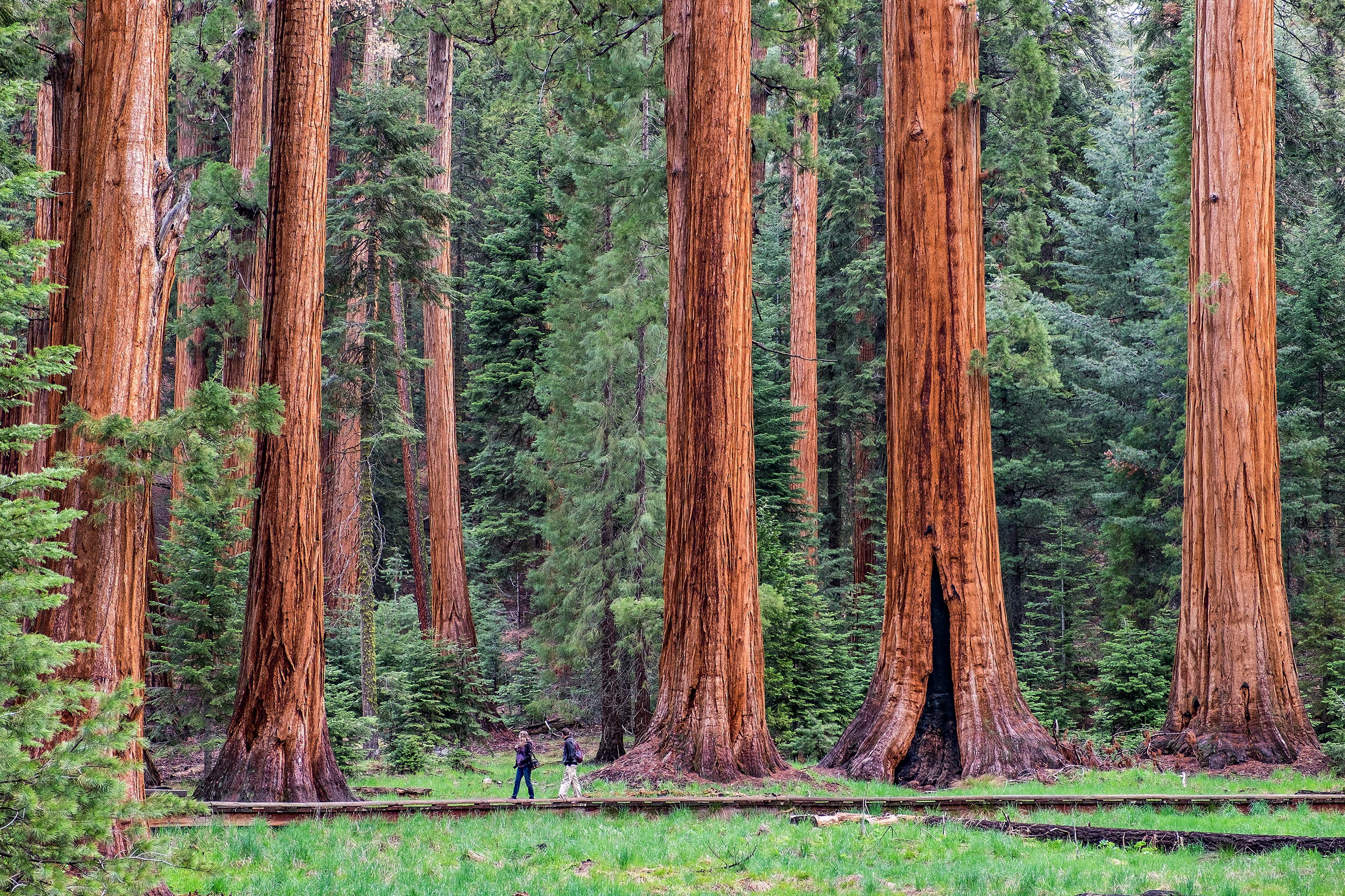 Sequoia: Home of the Giant Forest