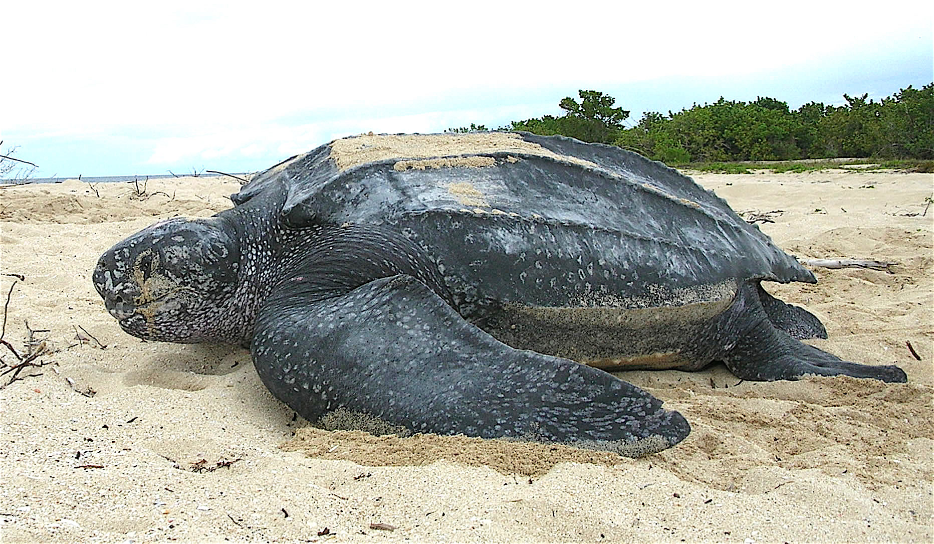 Leatherback sea turtle - Wikipedia