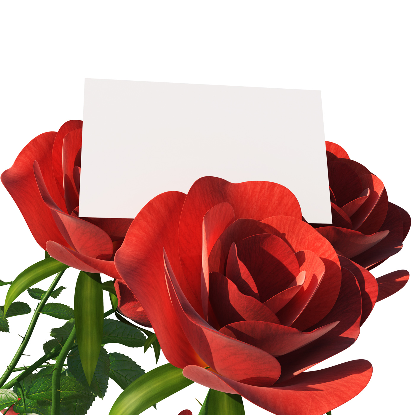 Gift Card Means Text Space And Copy-Space, Blank, Petal, Valentine, Tag, HQ Photo