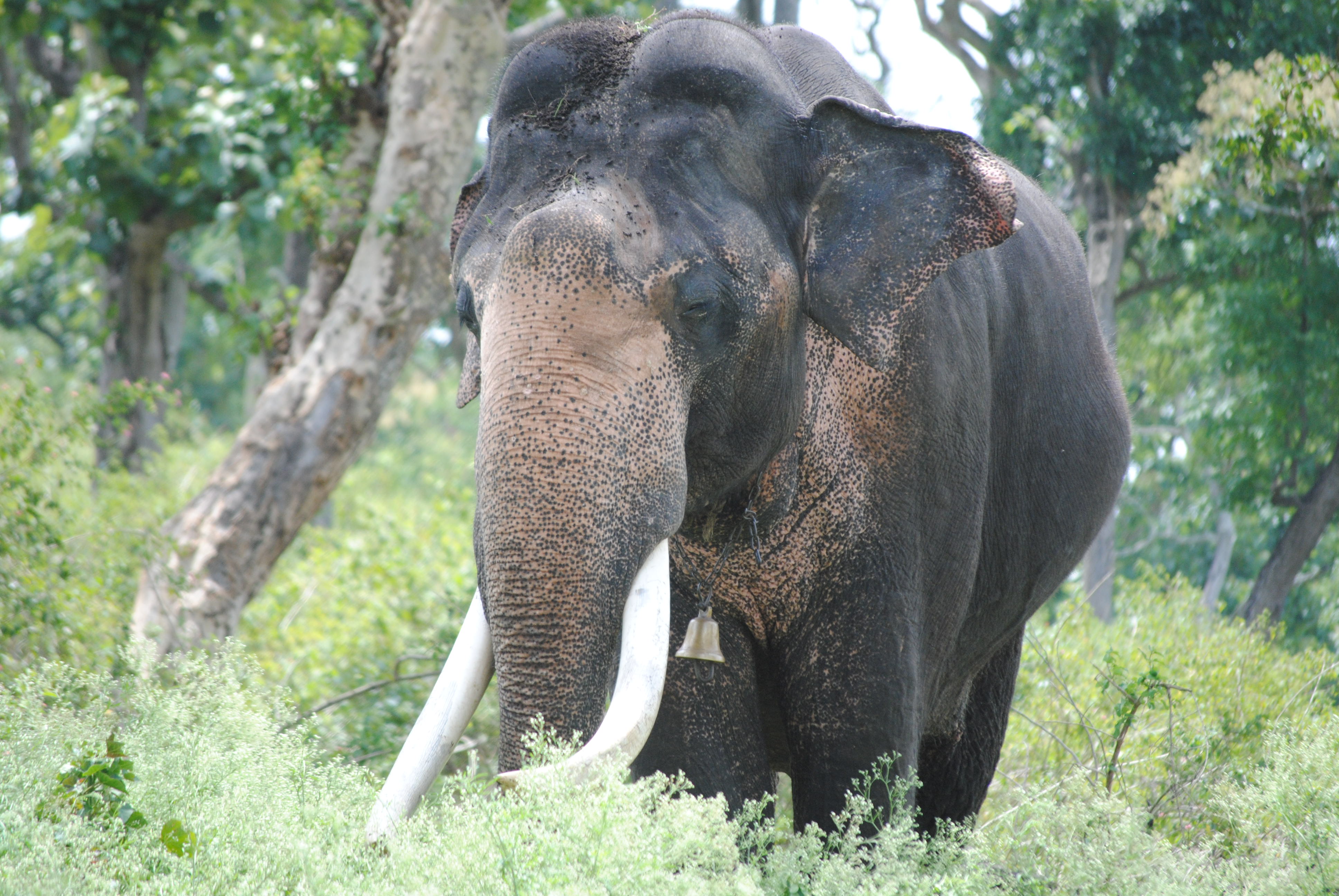 Gigantic elephant in kaziranga forest photo
