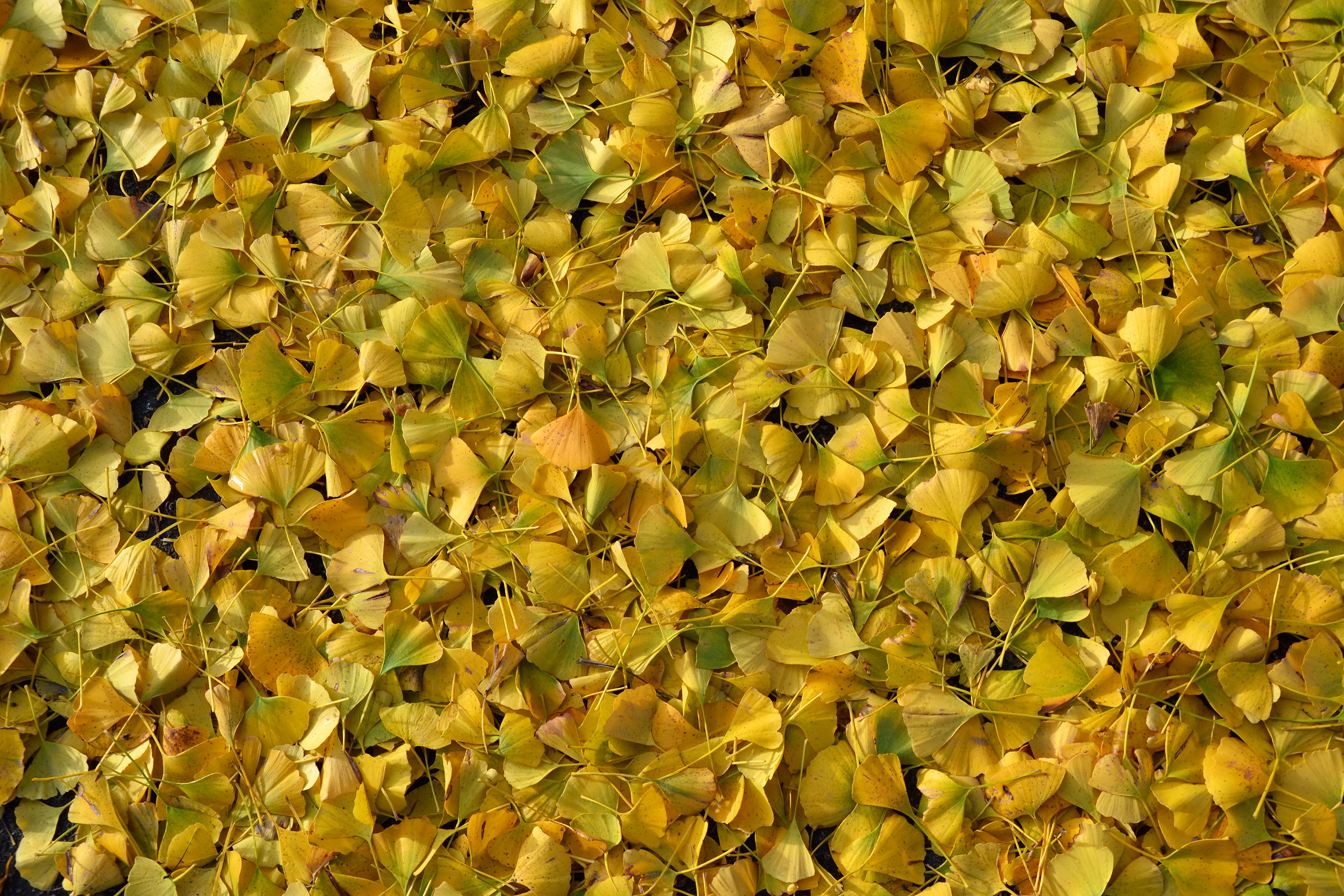 Ginkgo biloba leaves photo
