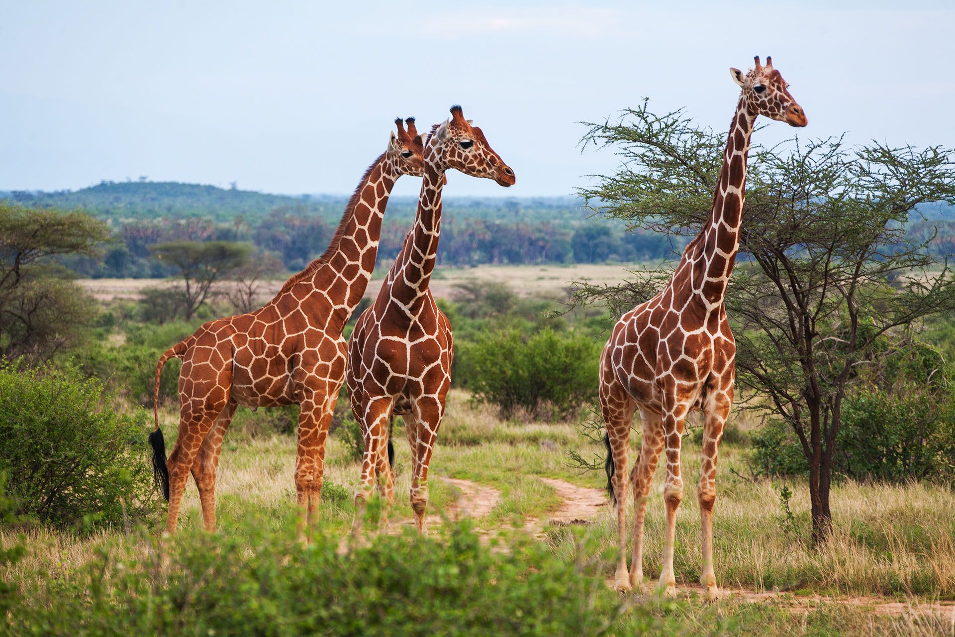 Giraf | Læs om jagten og udbredelsen af giraffen her