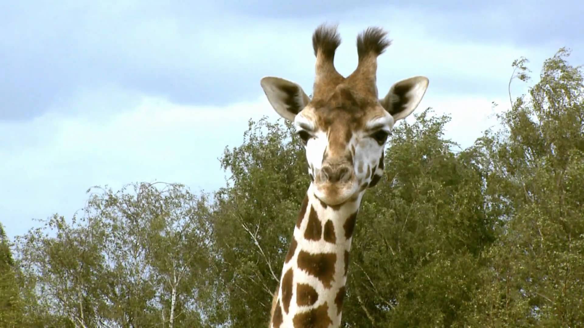 Giraf Safaripark Beekse Bergen - YouTube