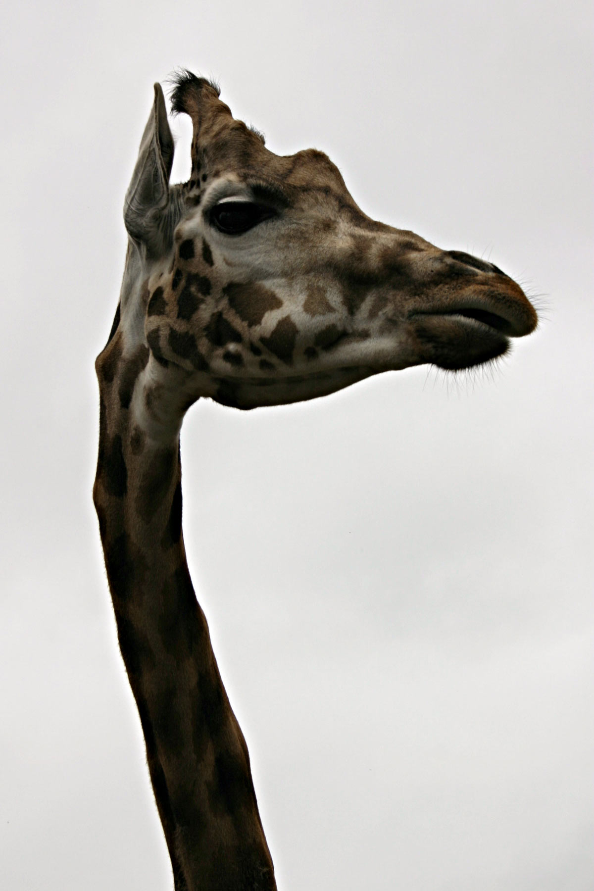 Giraf closeup photo