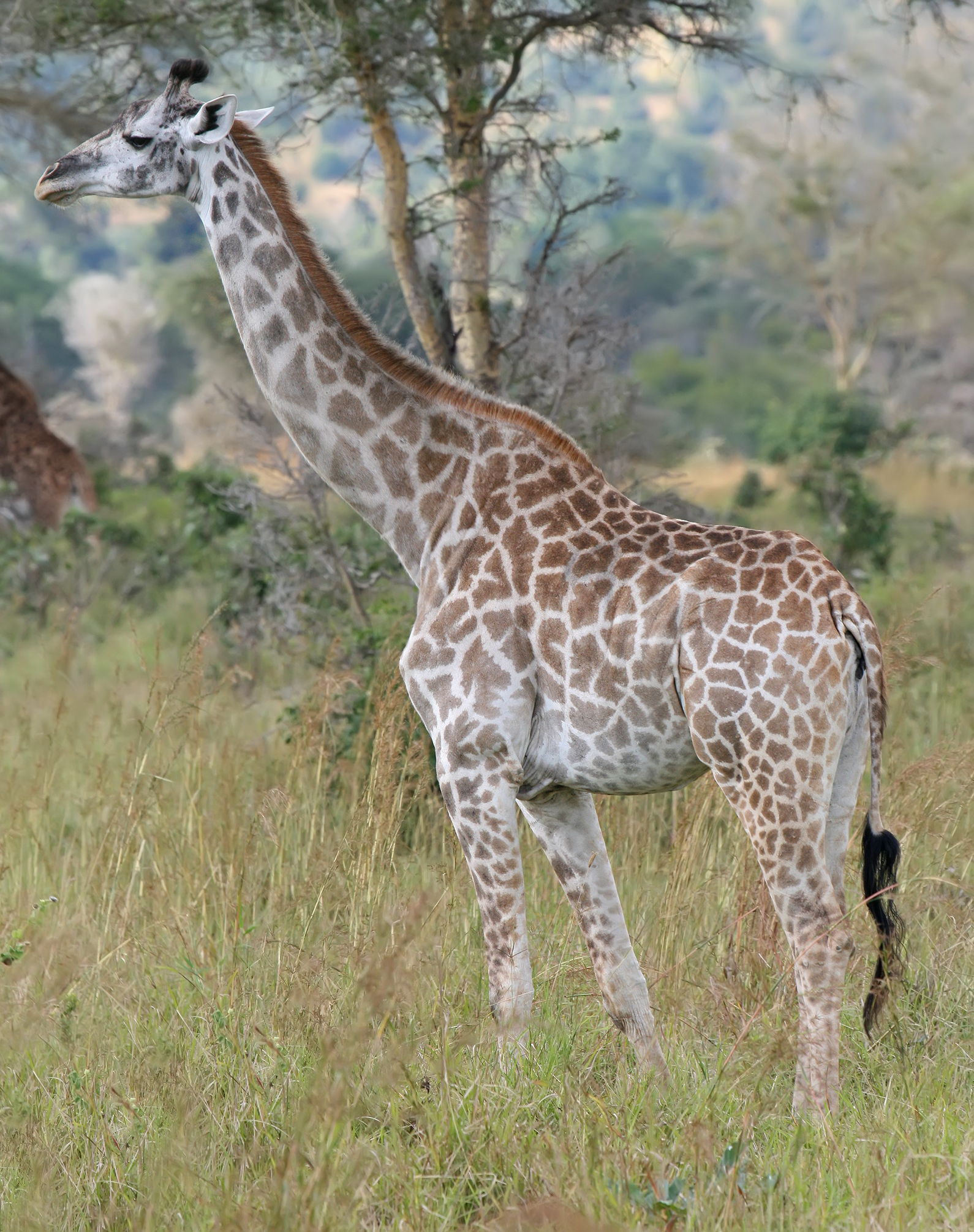 Giraffe - Wikipedia