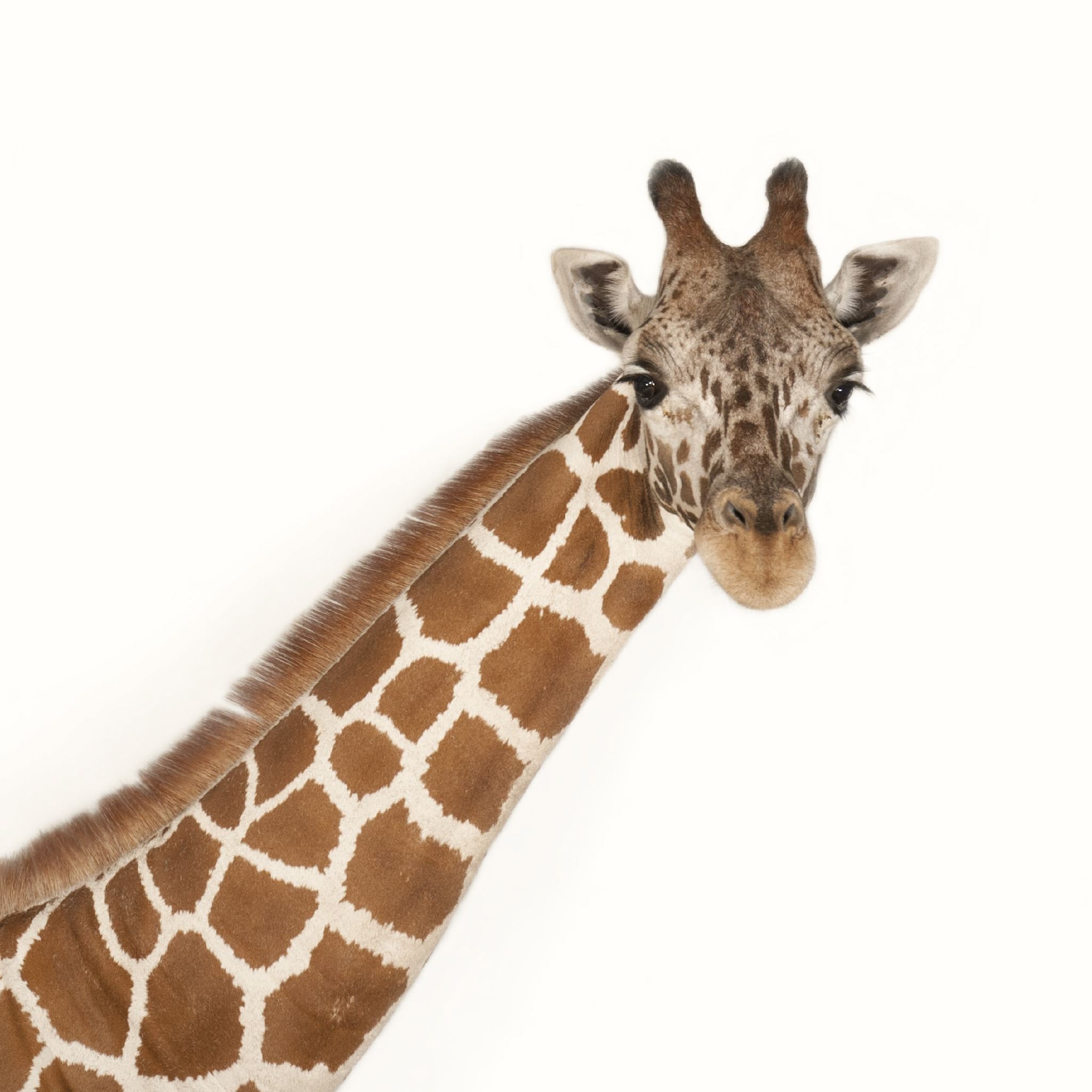 Giraffe | National Geographic