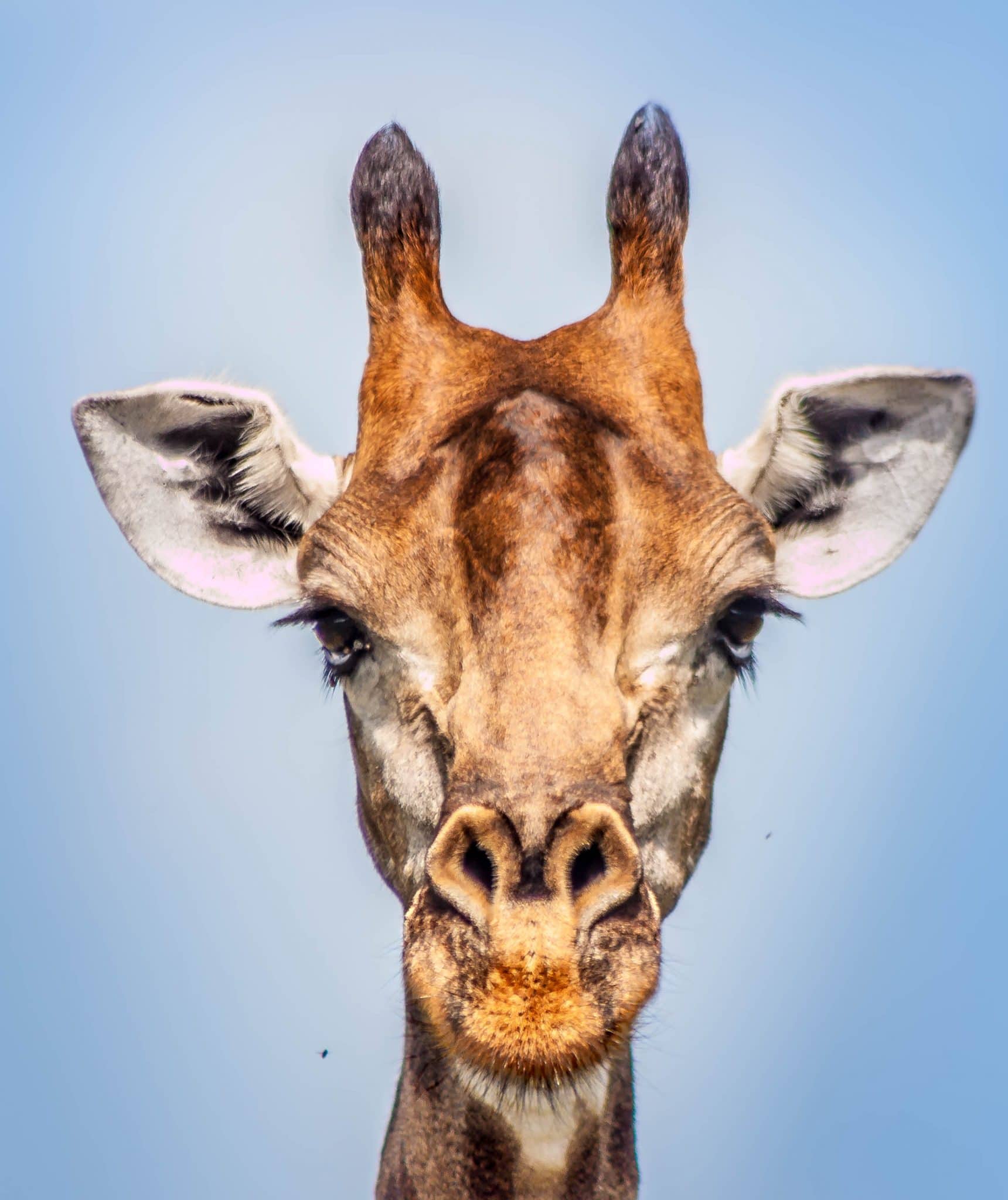 Giraffe Facts, Information Pictures and Video Learn More