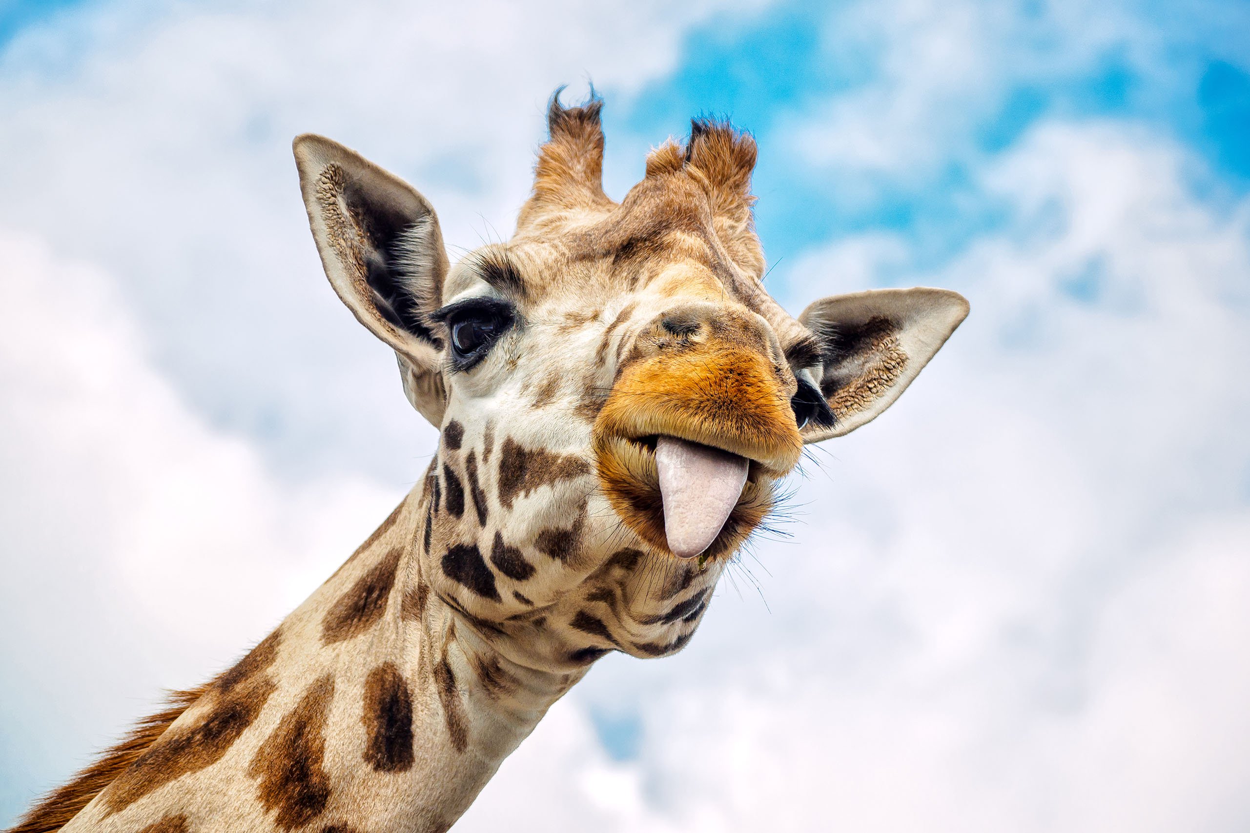 The Internet's Most Famous Pregnant Giraffe Still Hasn't Given Birth