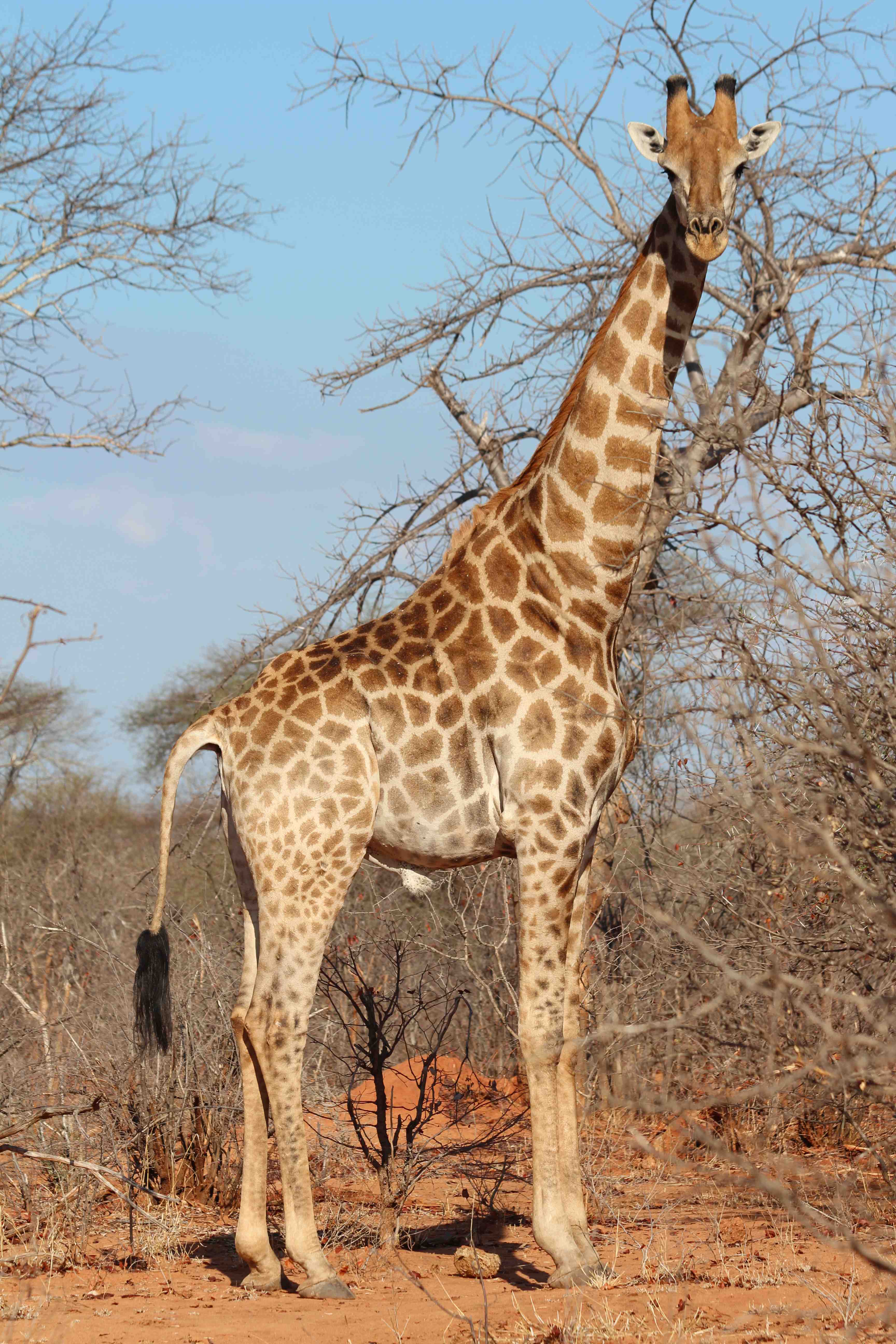 Tammie Matson » giraffe