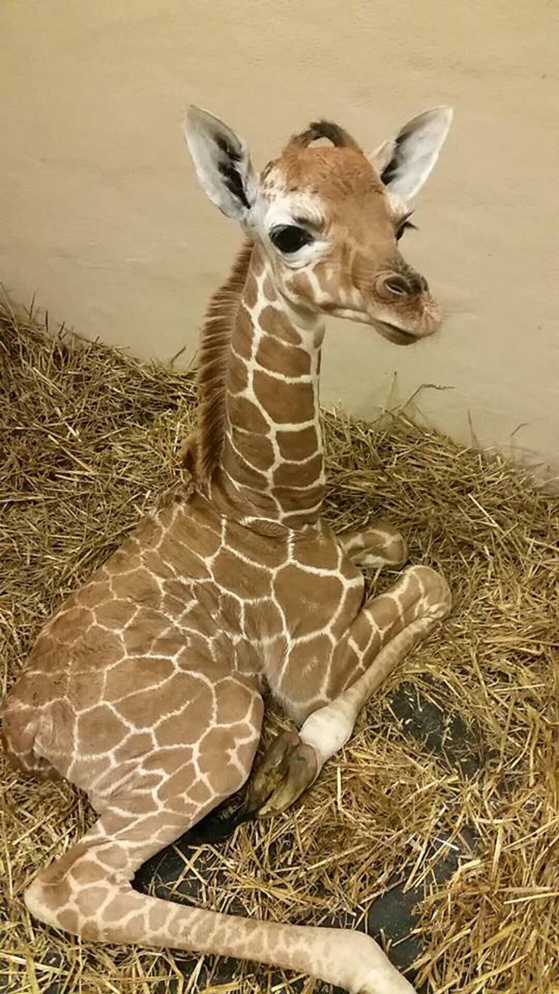 Riverbanks Zoo announces birth of giraffe | The State