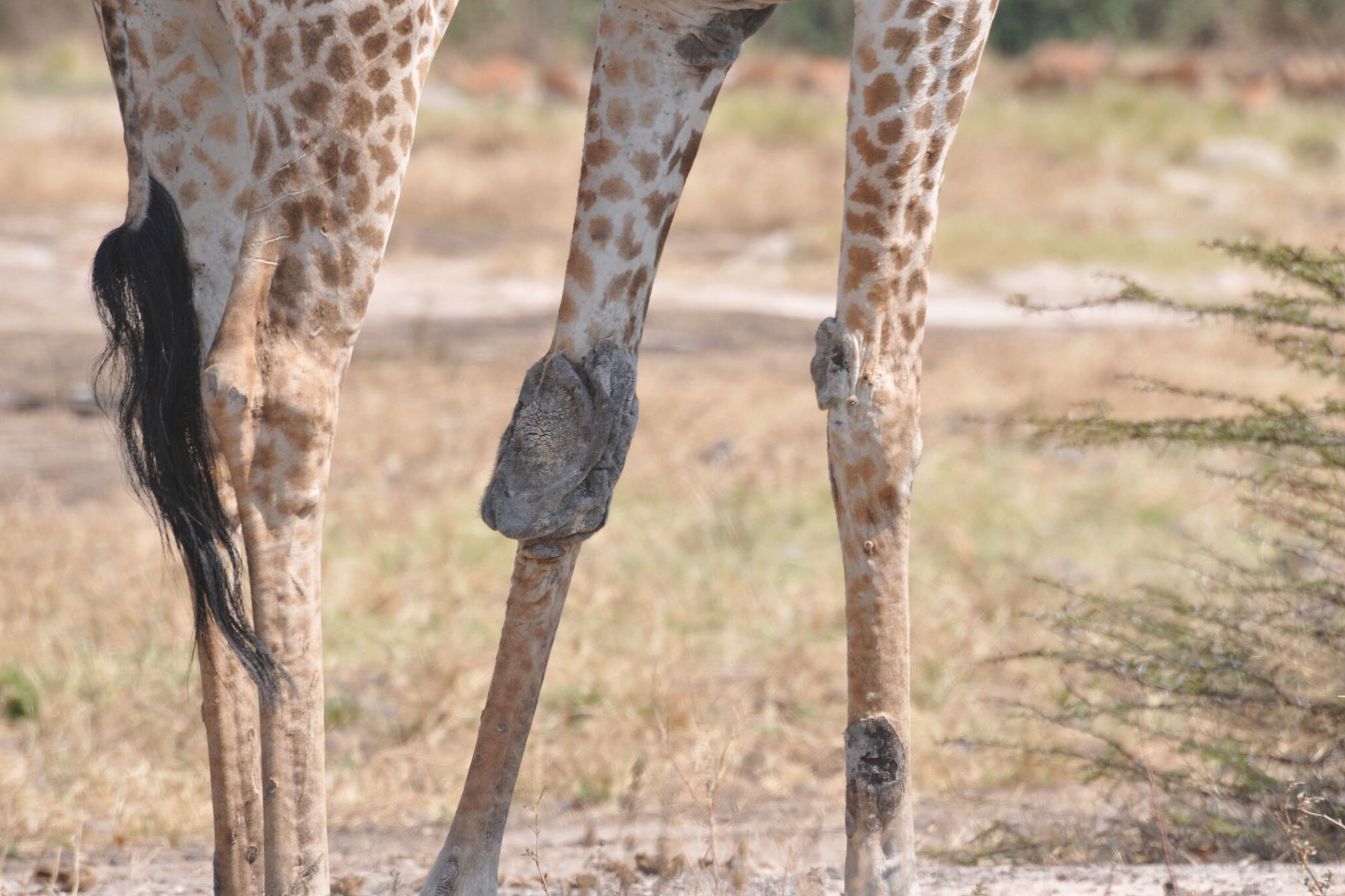 Mysterious Giraffe Disease Has Scientists Baffled