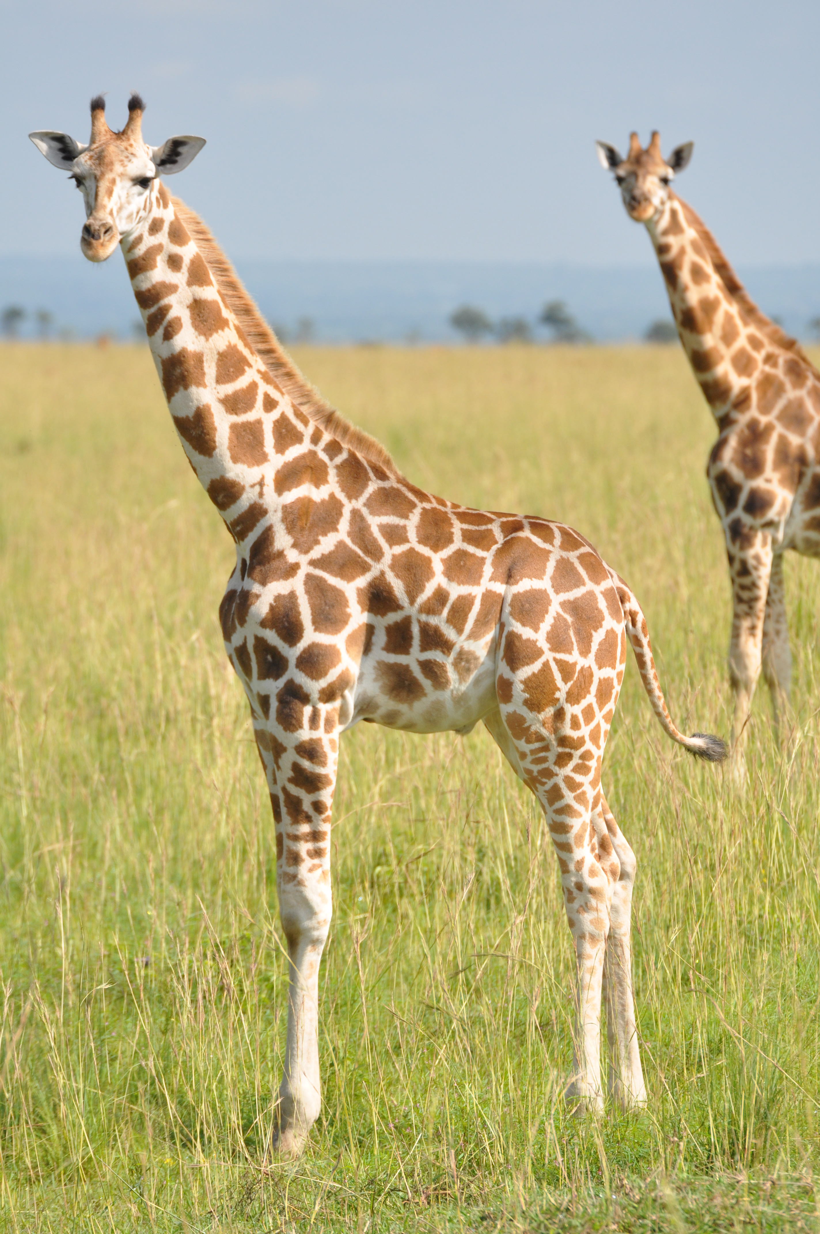 Giraffes Await the World's Protection