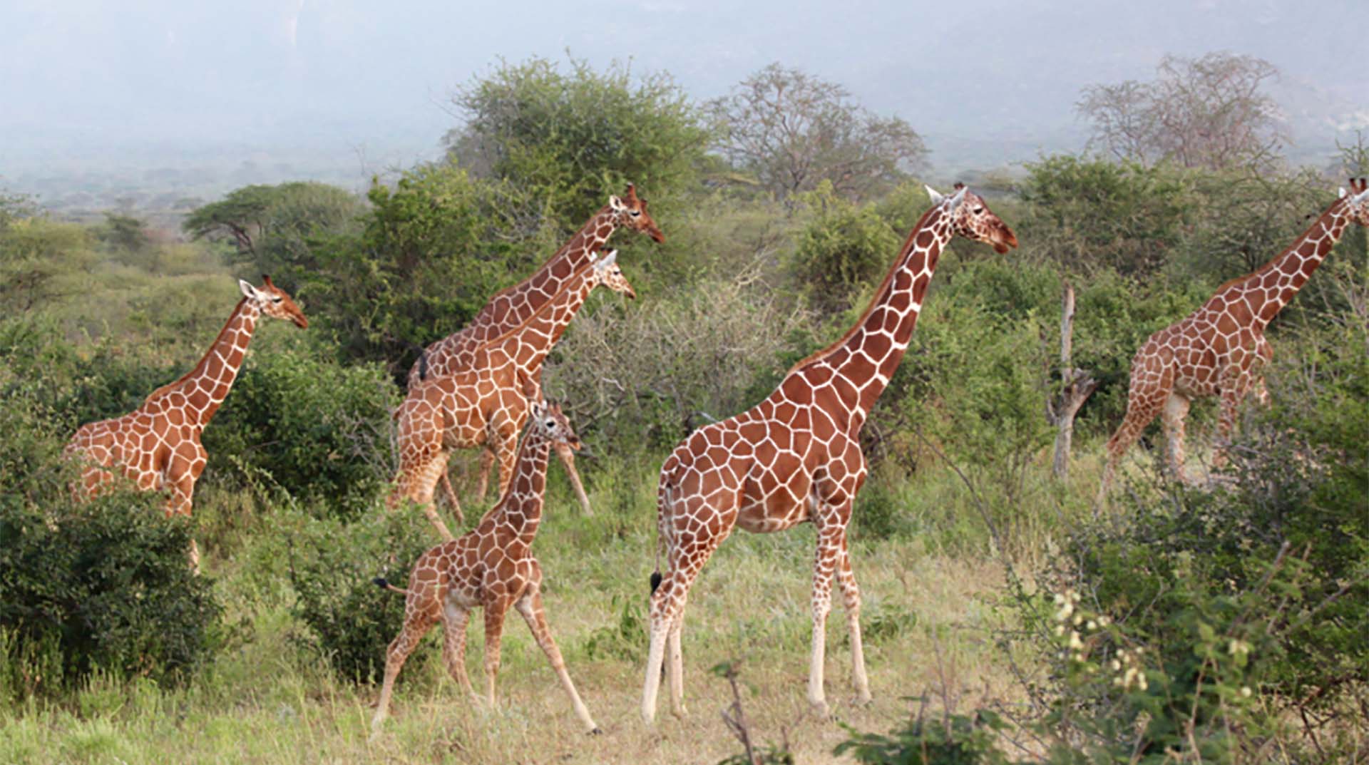 Giraffe | San Diego Zoo Animals & Plants