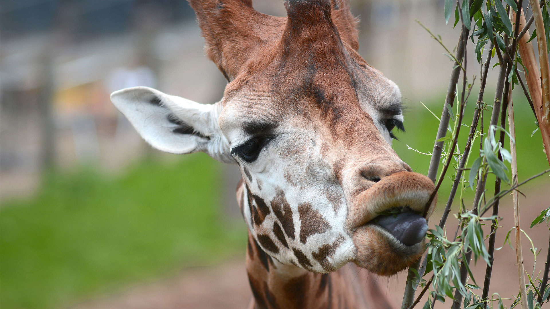 Giraffe | Animal | Yorkshire Wildlife Park