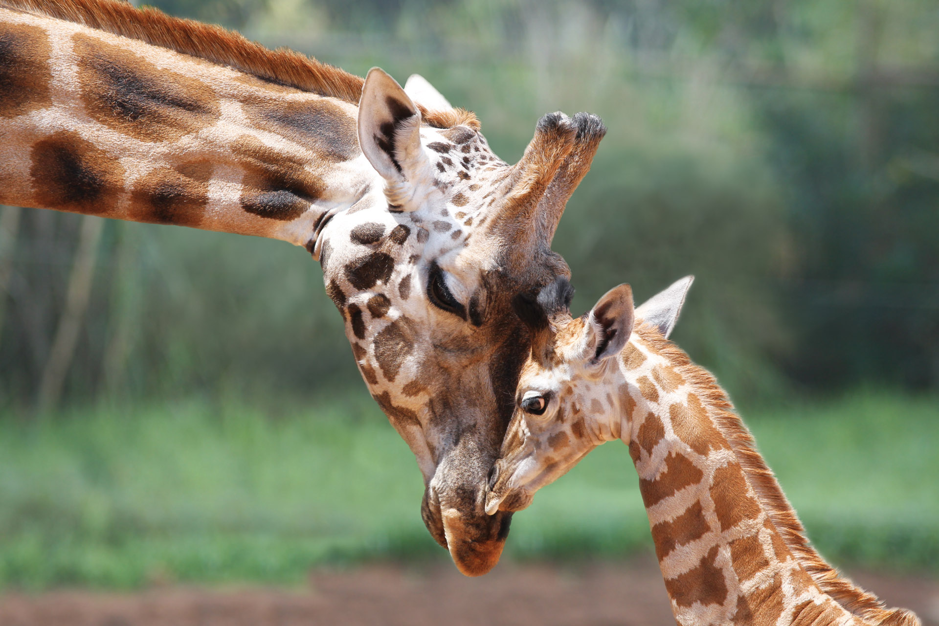 Perth Zoo farewells 'the kiss' giraffe | Perth Zoo