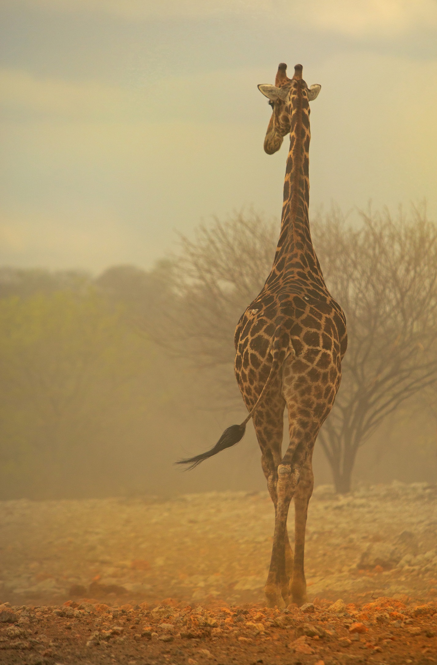 Giraffe Facts - Animal Facts Encyclopedia