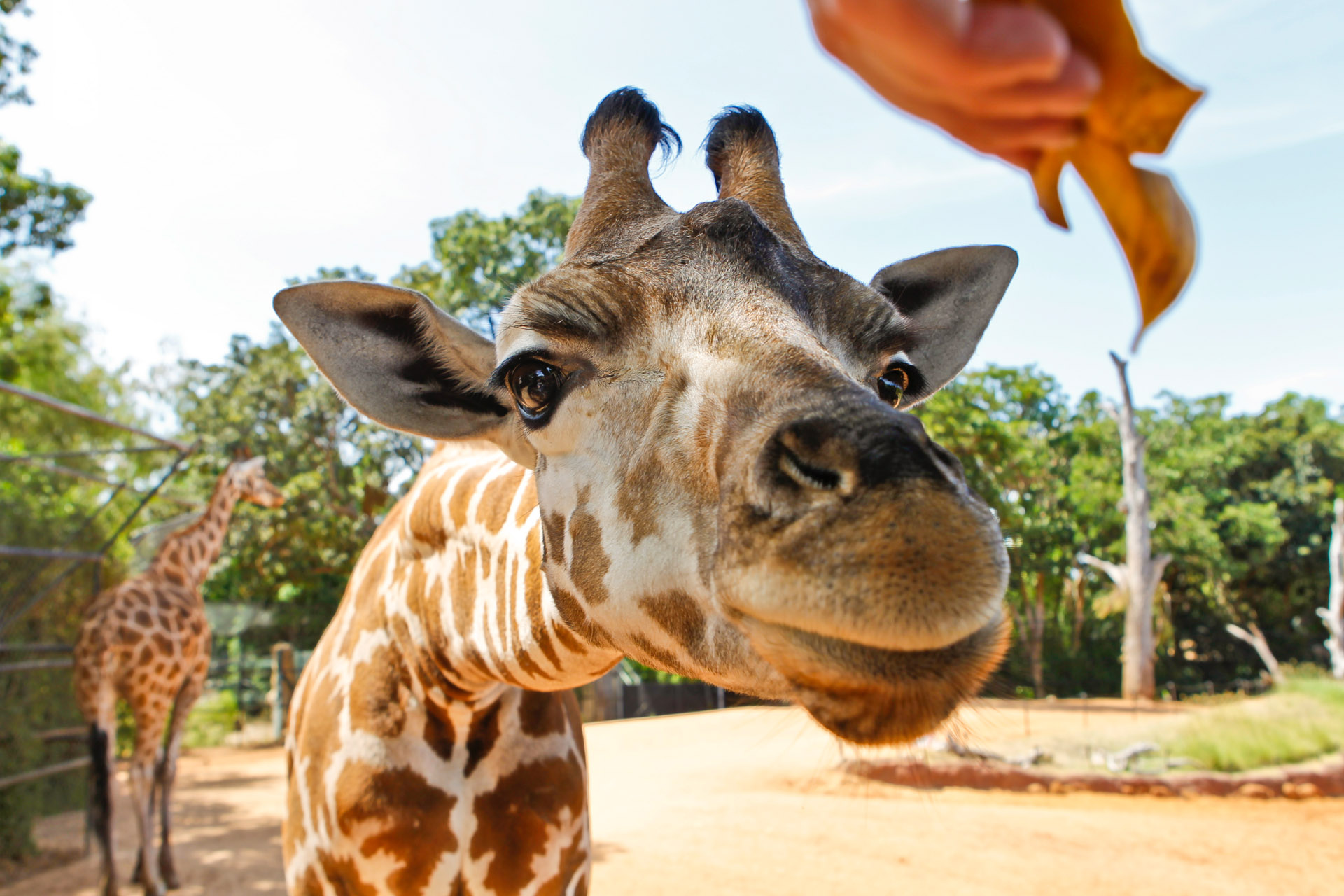 Giraffe Eye to Eye | Perth Zoo