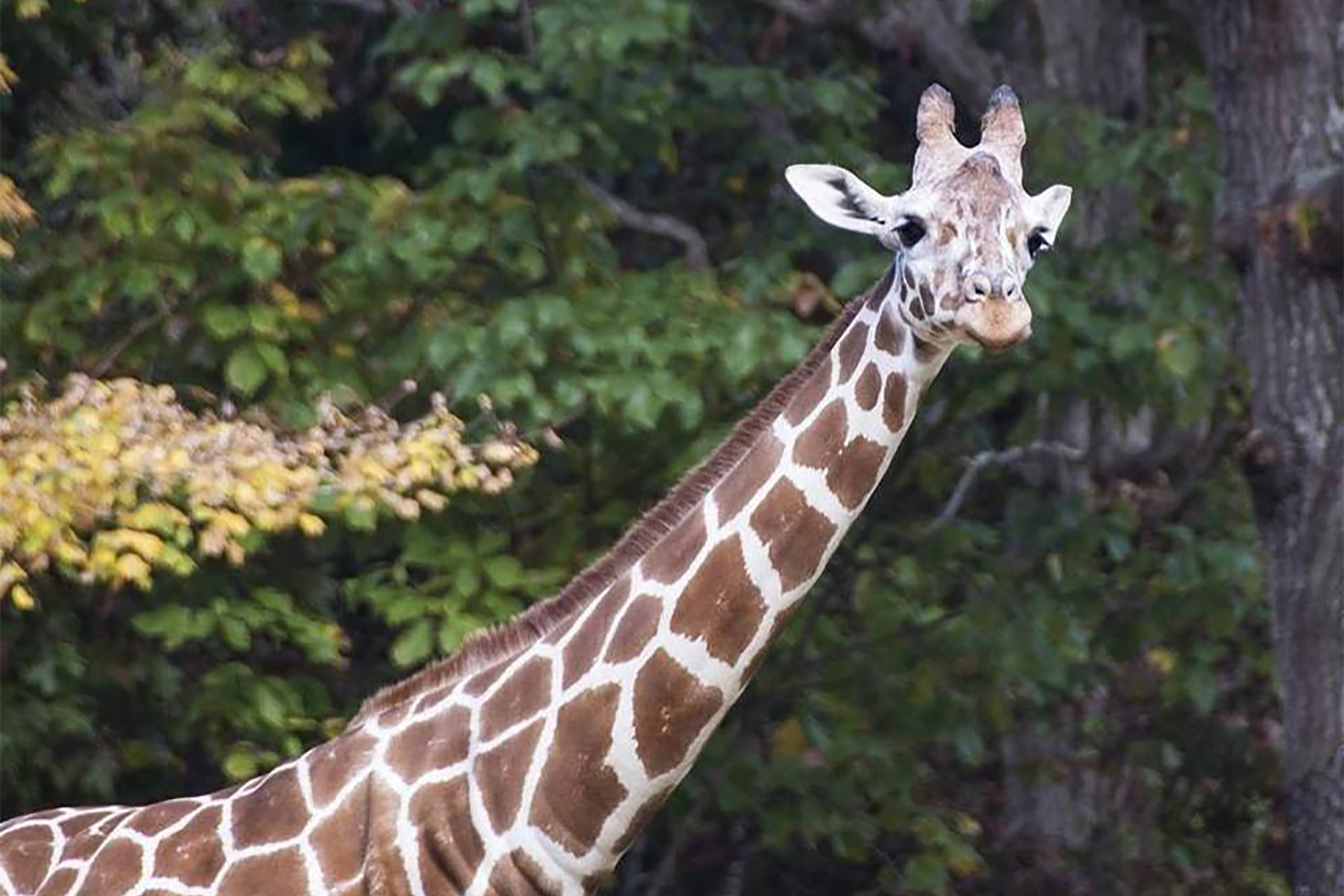 Giraffe's death by zoo toy prompts investigation