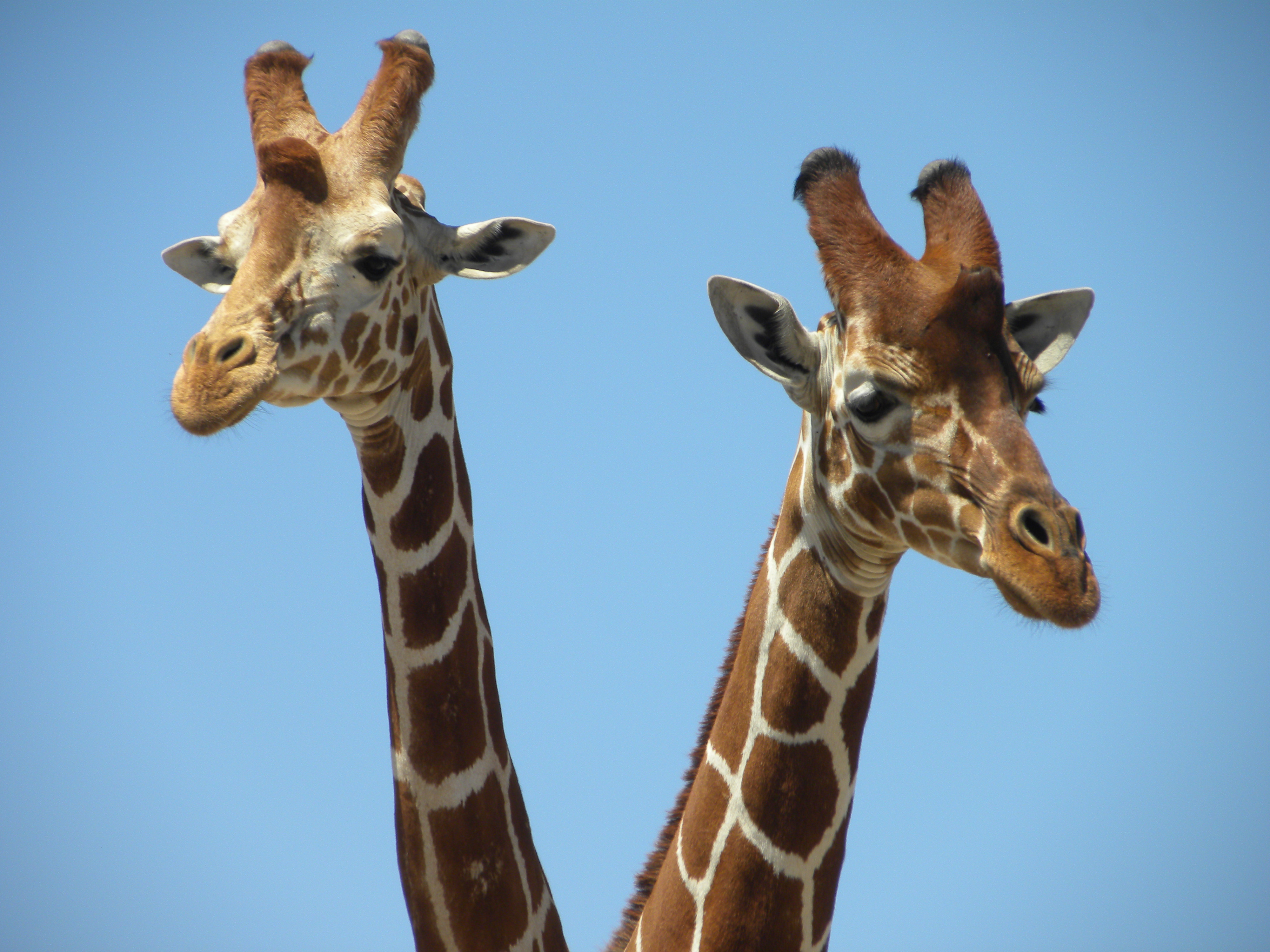 Social networks and disease transmission – A story of giraffes ...