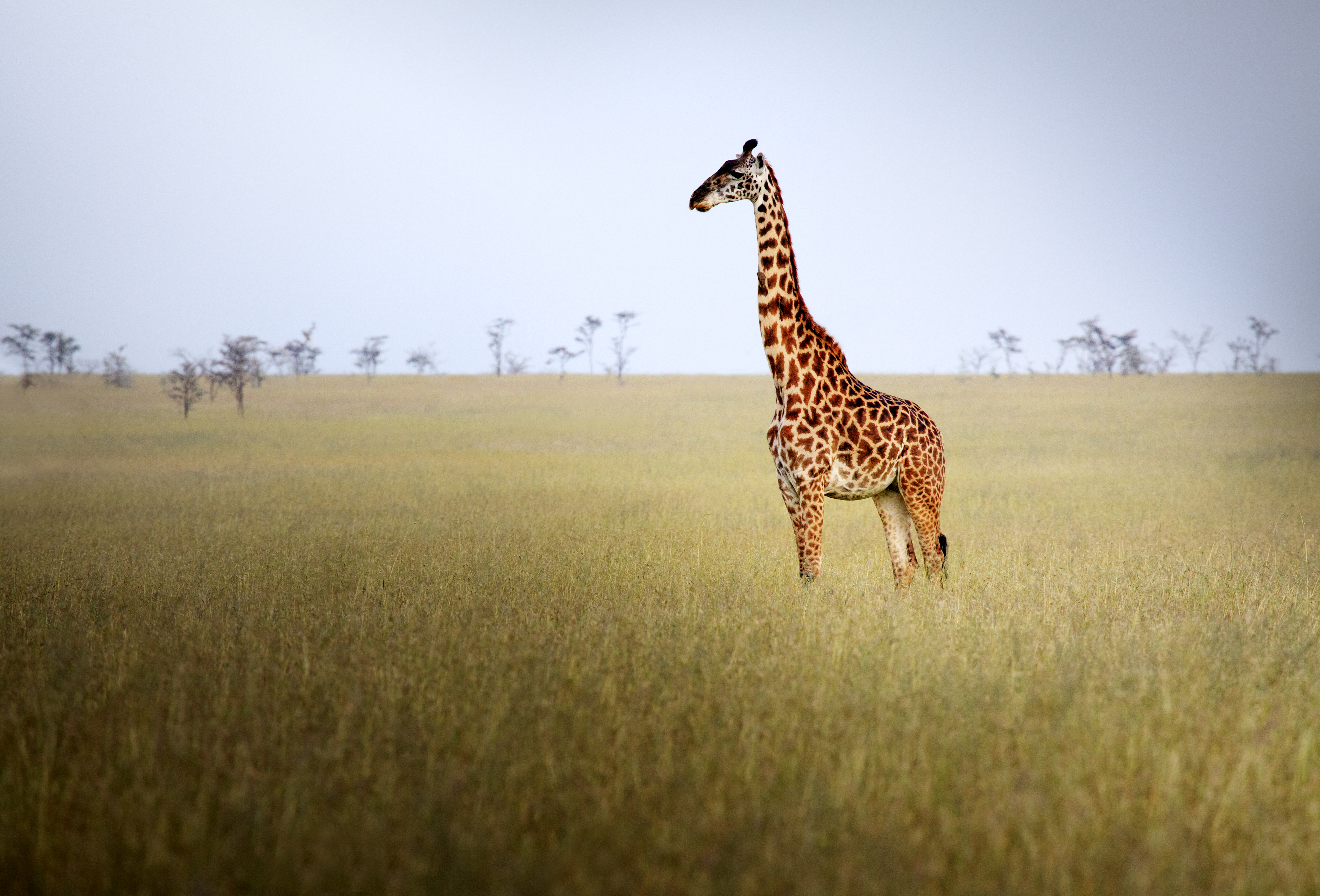 Giraffe's Long Neck Explained By Science: It's in the Genes | Time