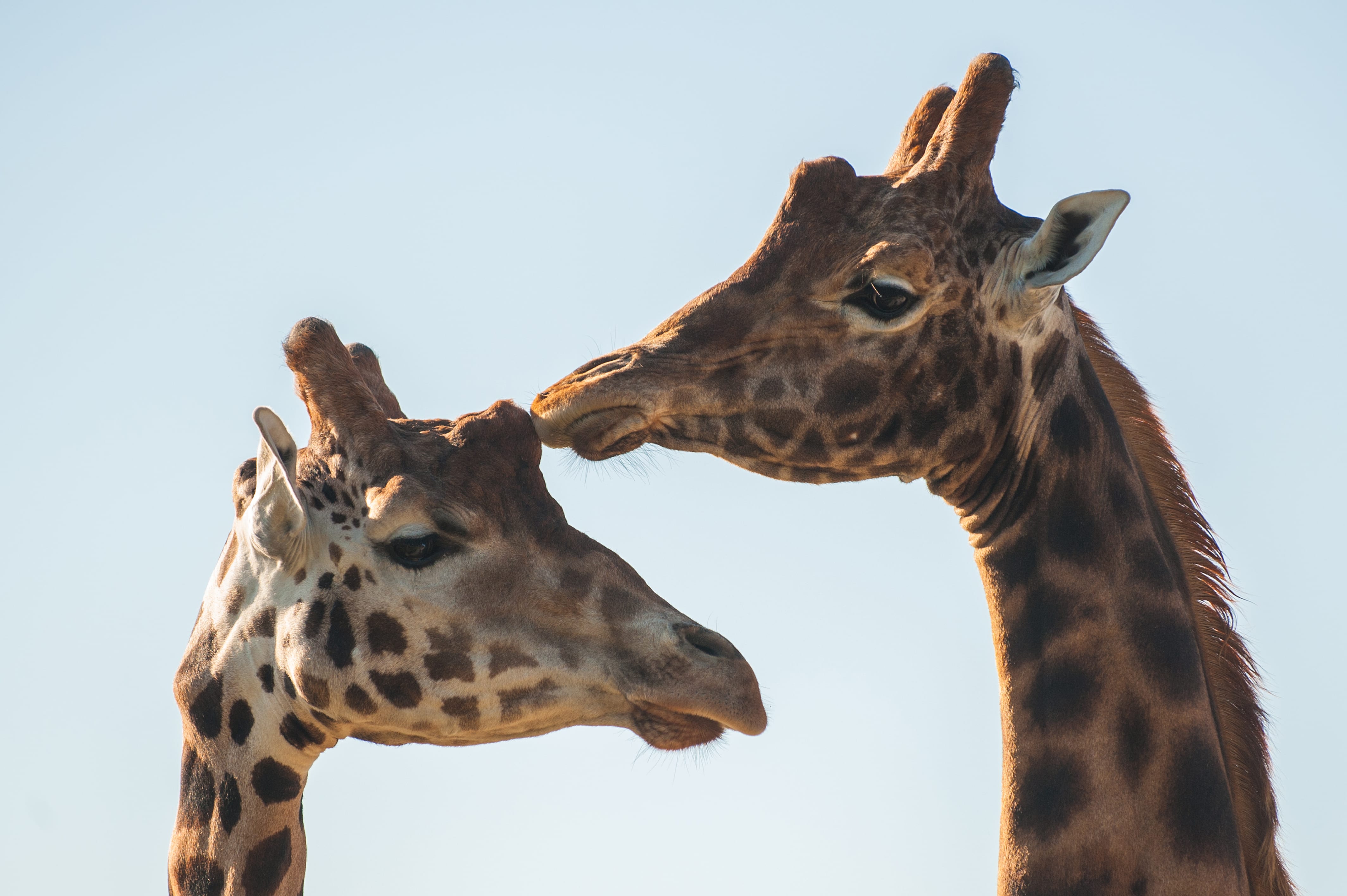 Giraffe webcam – watch the giraffes live on our web cam - Folly Farm