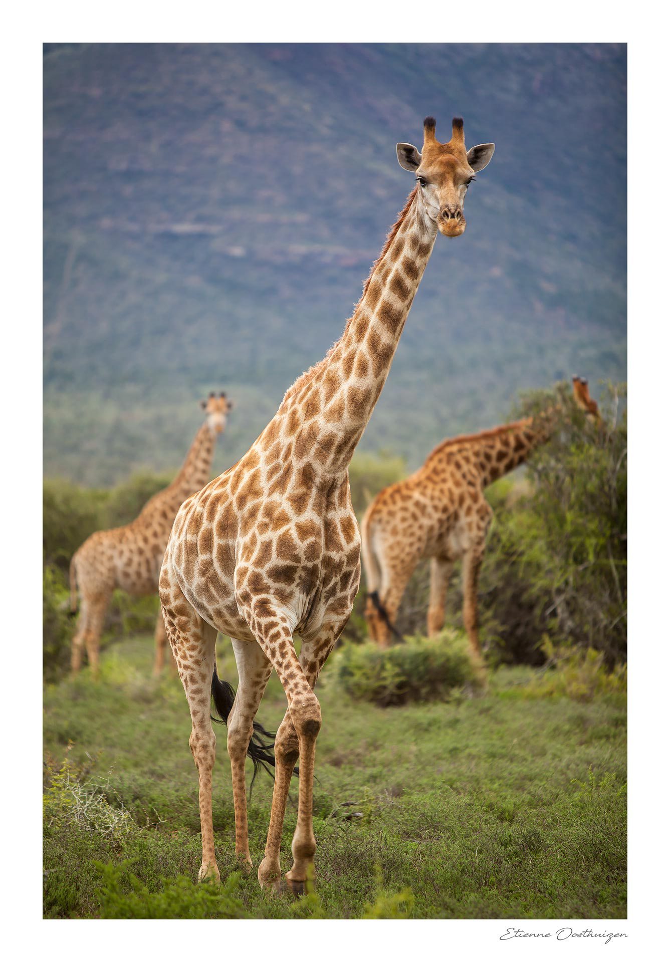 Giraffe of the Karoo ~ Buy African Canvas Prints - Best Deals
