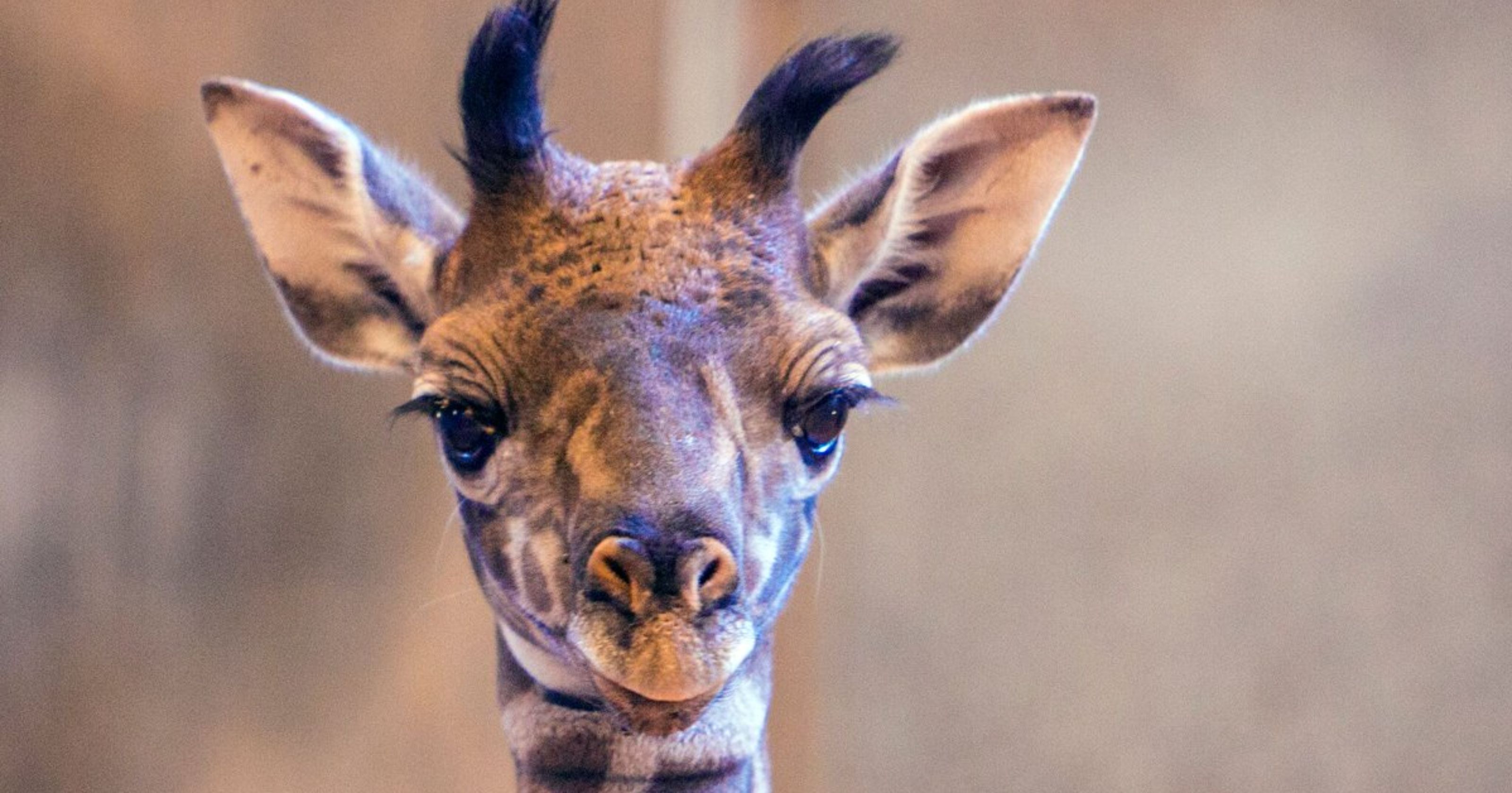 Phoenix Zoo welcomes first baby giraffe in 12 years