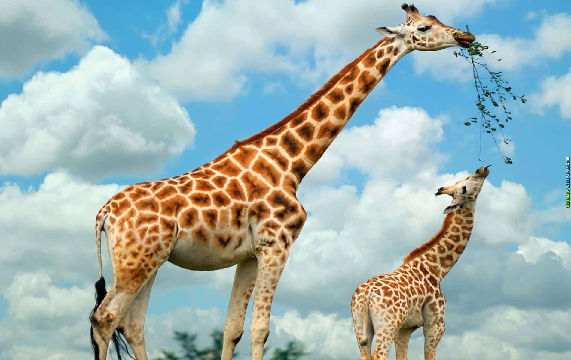 Giraffe Facts, Information Pictures and Video Learn More
