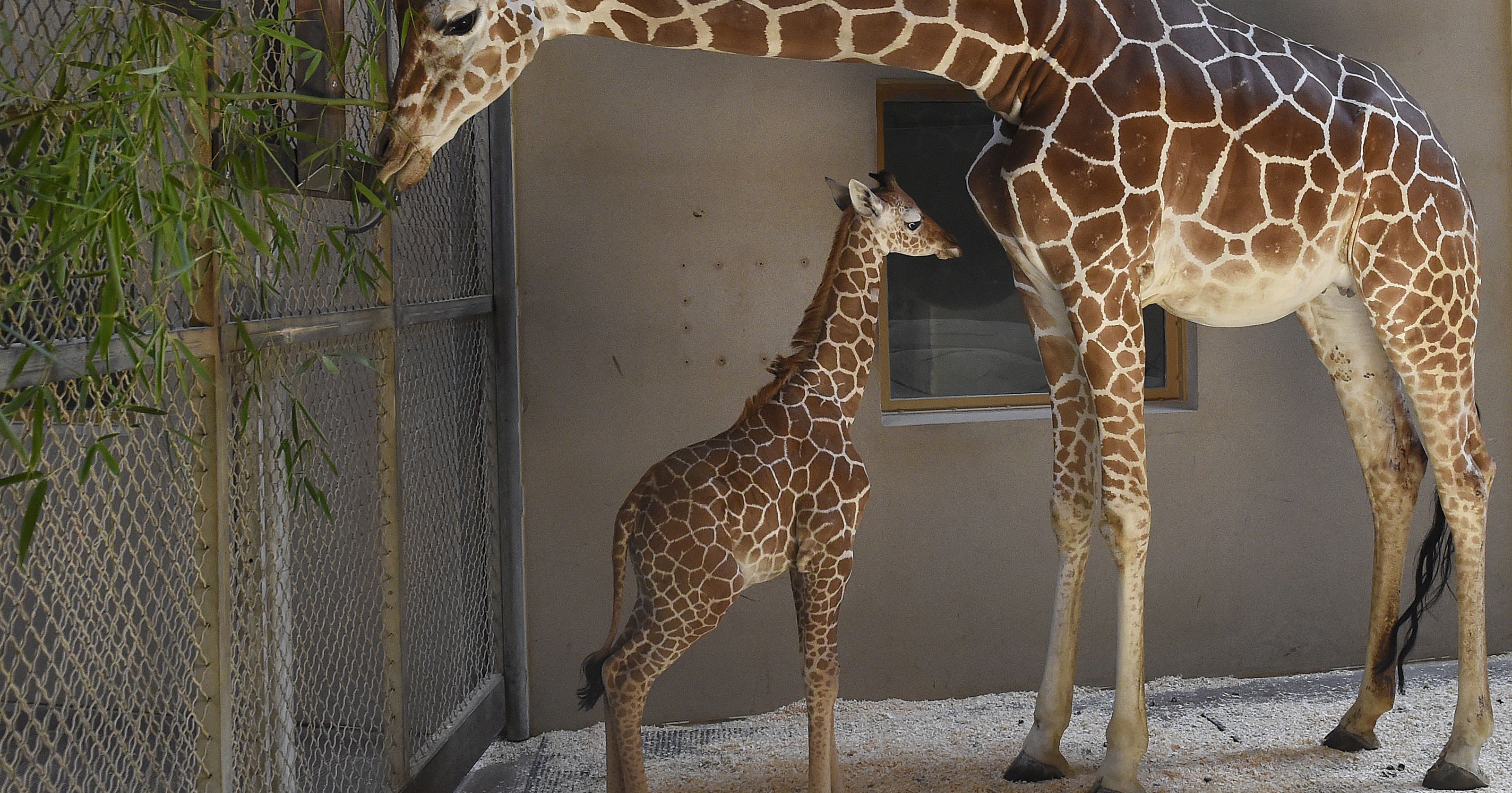 Julius the baby giraffe dies, and thousands are mourning