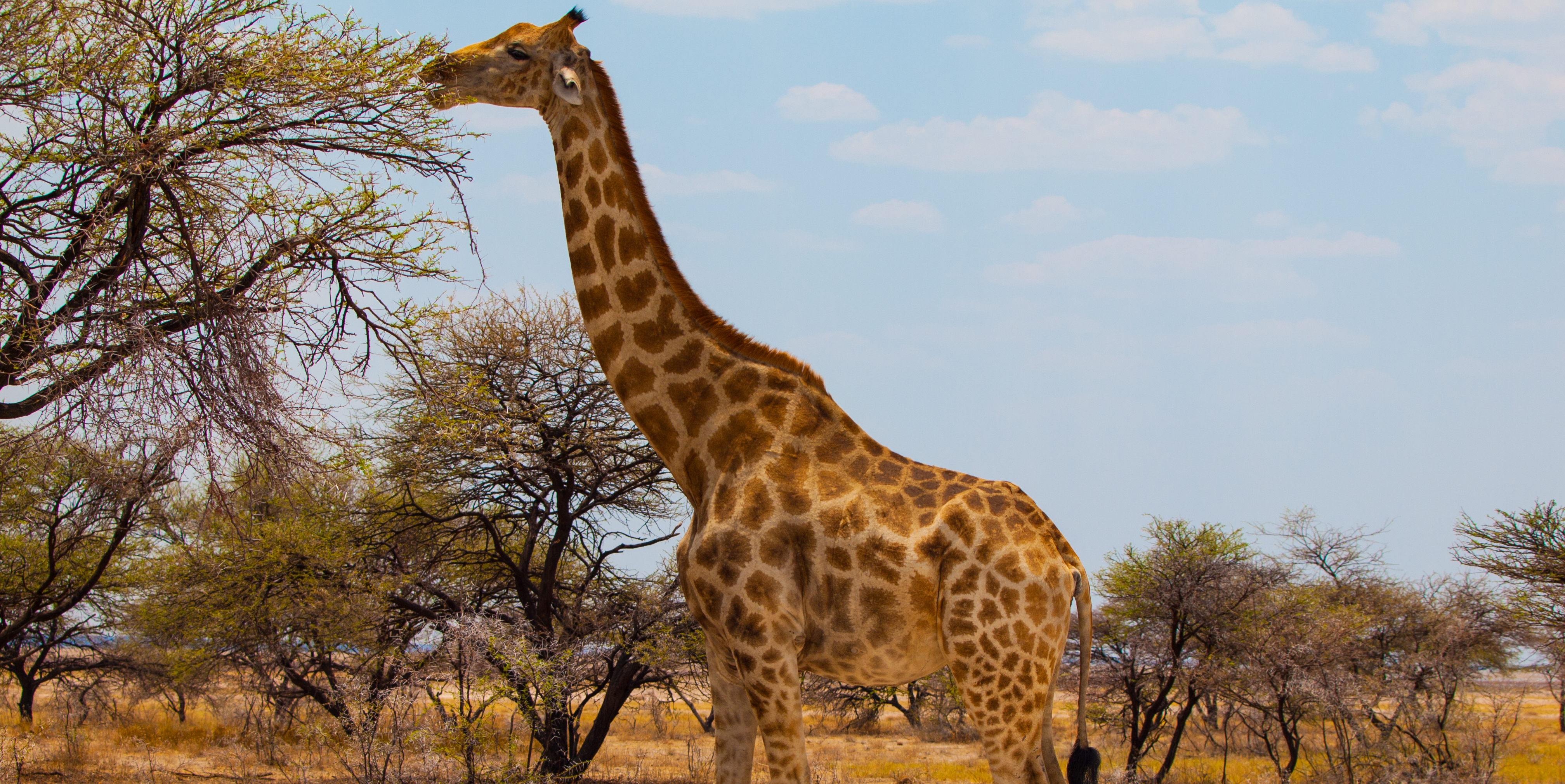 Giraffe Facts - Animals of Africa - WorldAtlas.com