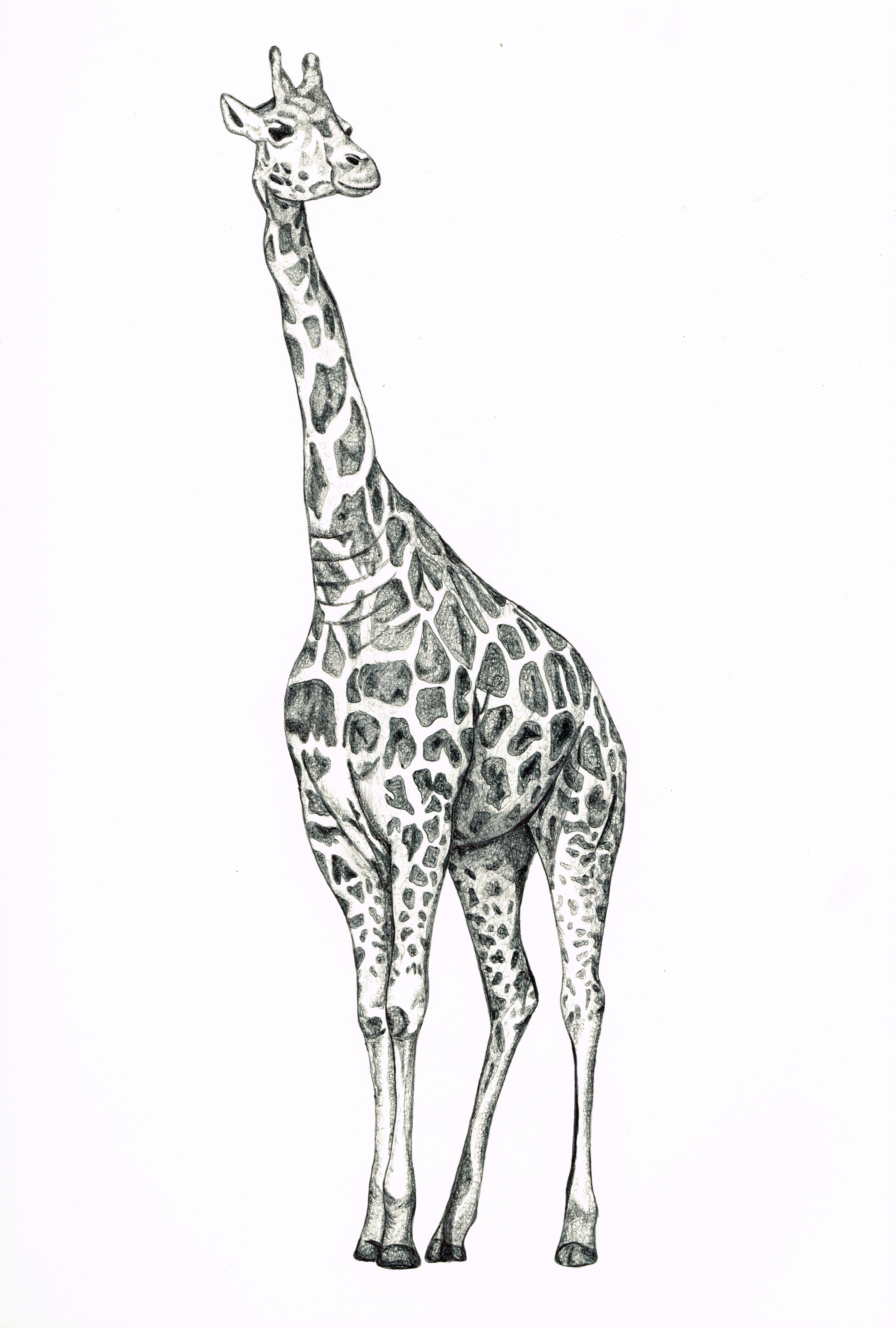 Giraffe Biro Drawing | Giraffe, Giraffe illustration and Draw