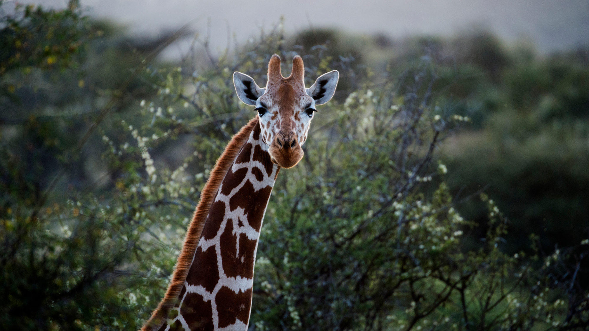 Giraffes Are in Trouble, and You Can Help – Cool Green Science