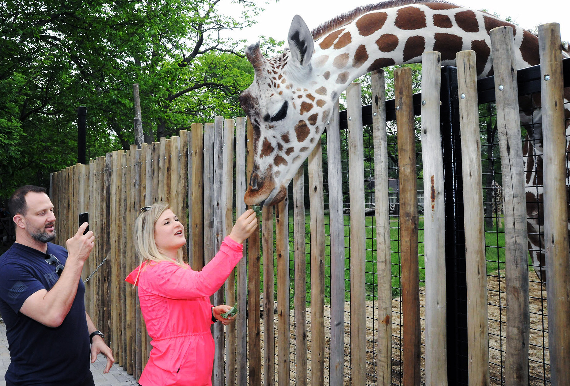 Chicago Zoological Society - Giraffe Feeding