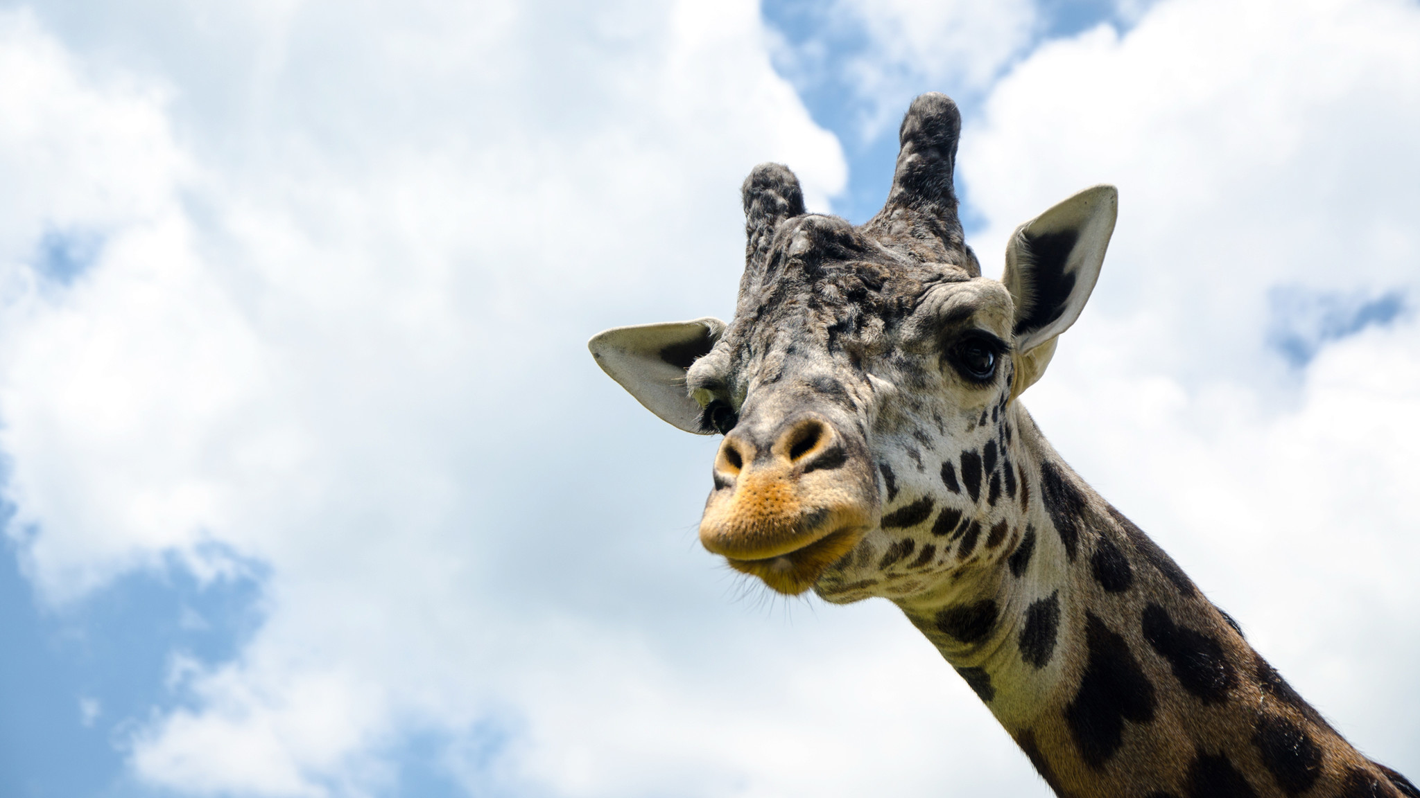 Young giraffe dies at Lehigh Valley Zoo - The Morning Call