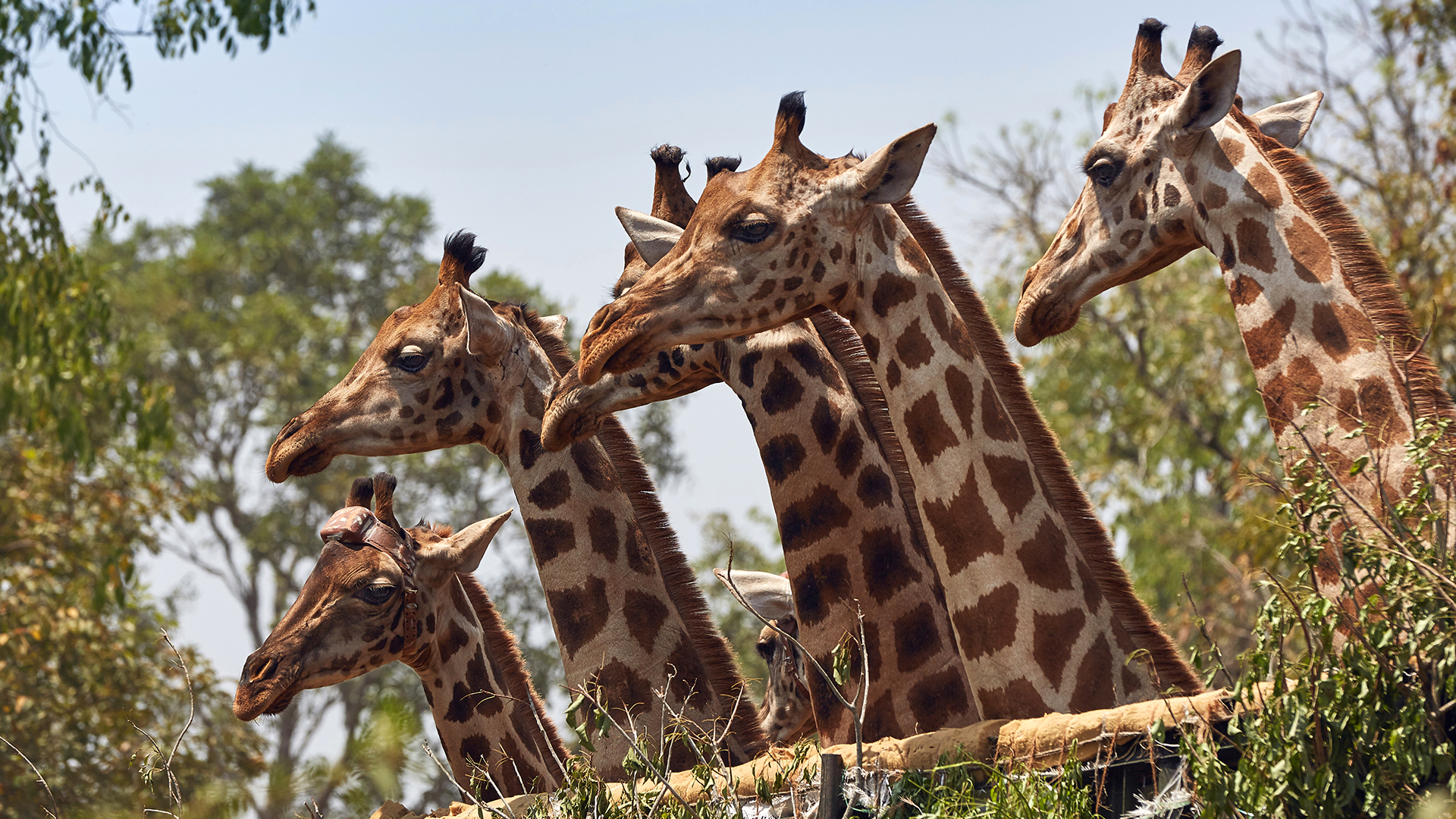To Save These Rare Giraffes, Uganda Built an Ark (of Sorts) | NRDC