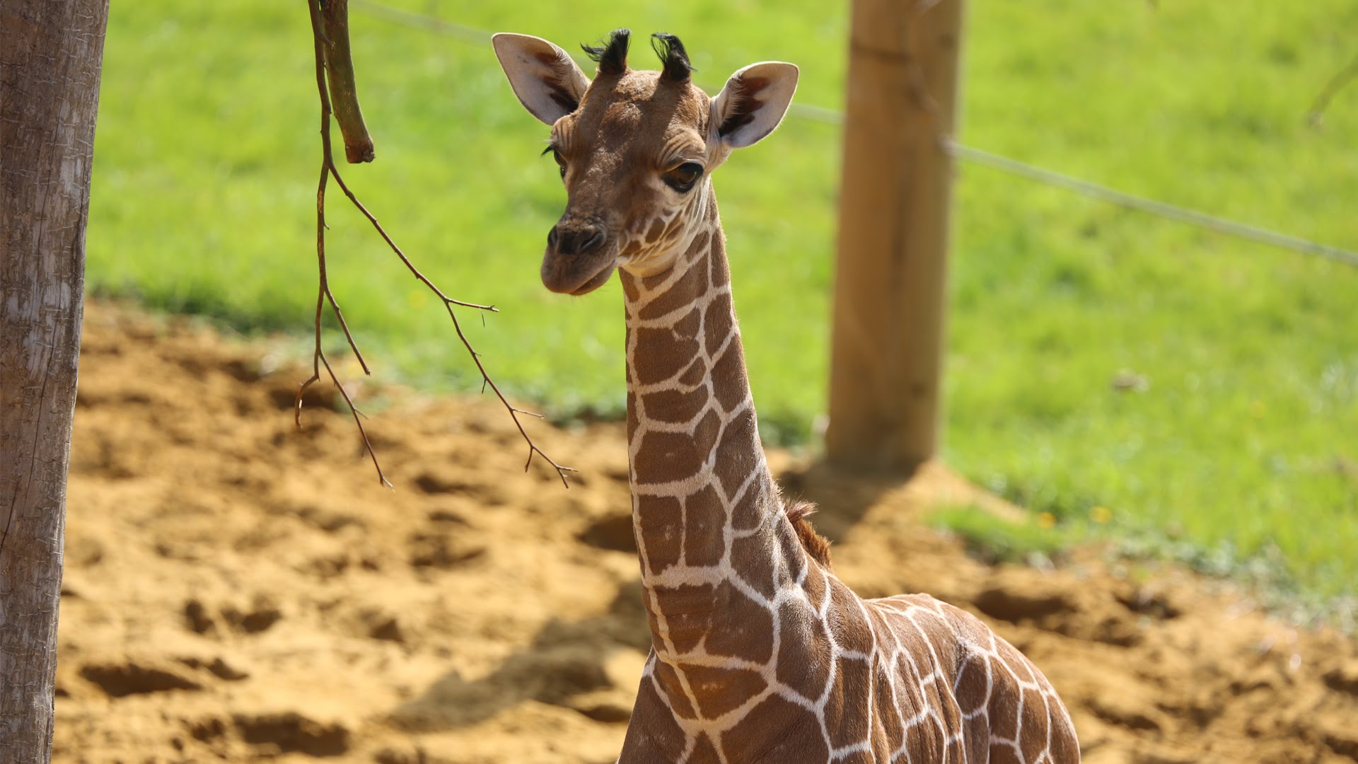 Baby giraffe gives its mum the run around! - YouTube