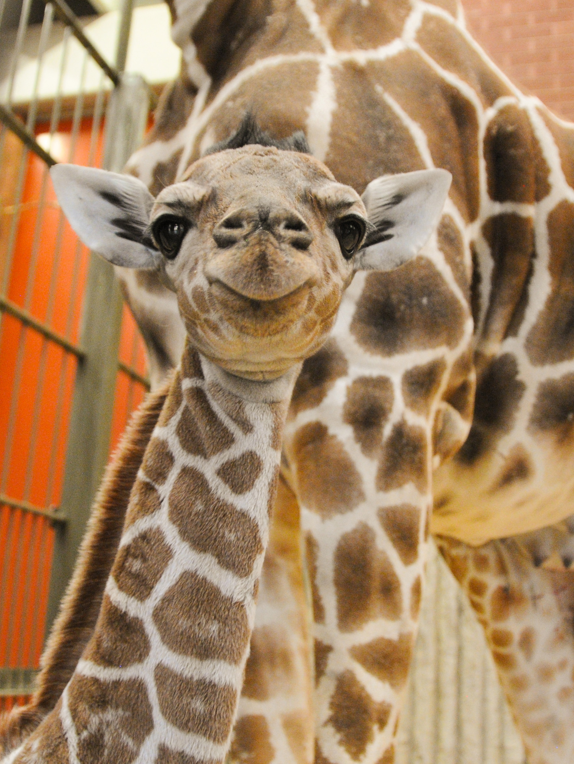 Denver Zoo Giraffe Surprise Birth | PEOPLE.com
