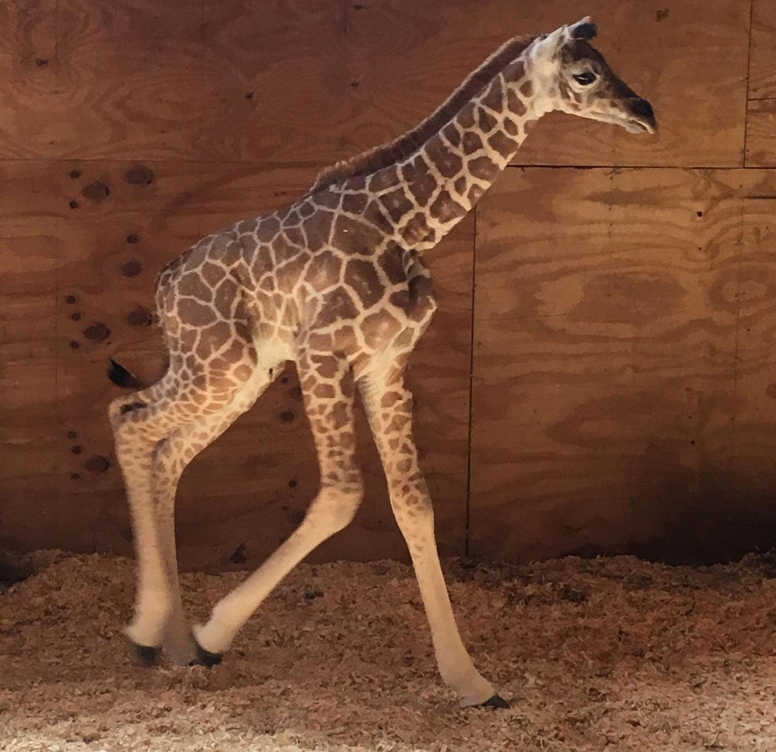 Everything You Need to Know about April the Giraffe's Baby | PEOPLE.com