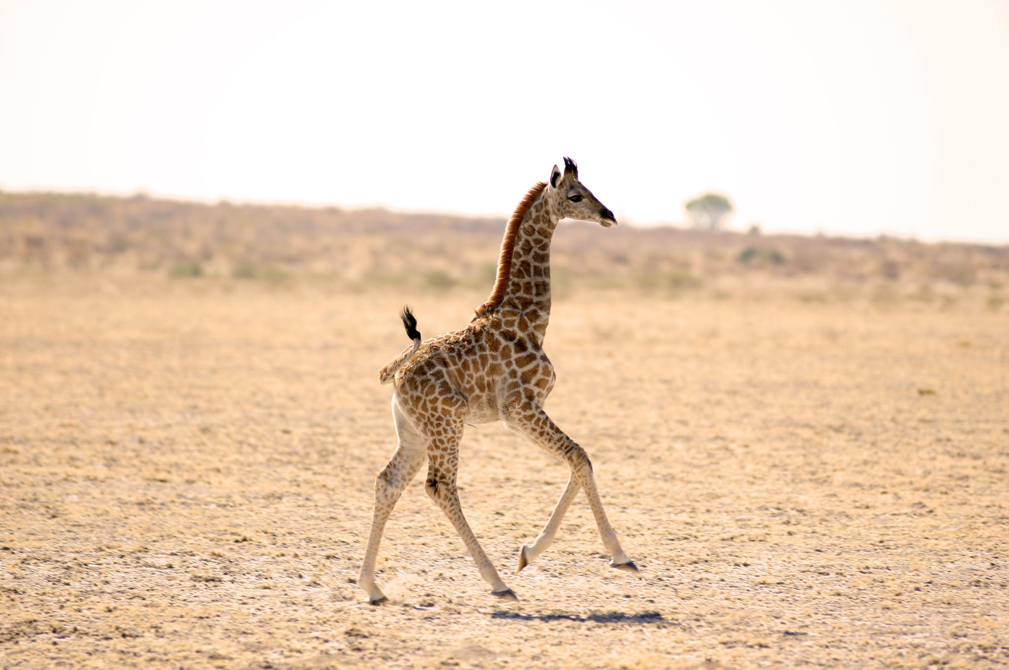 Giraffes photo