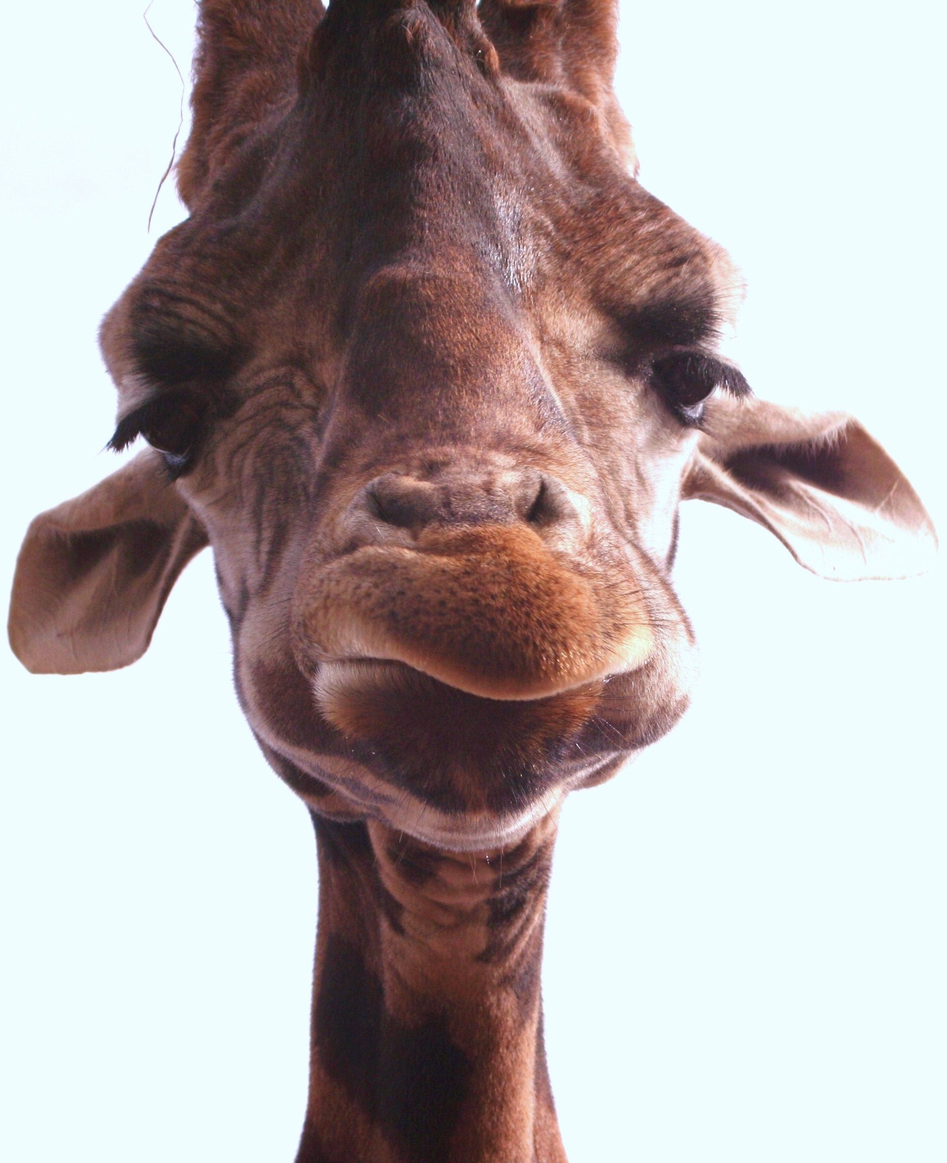 Giraffe closeup photo