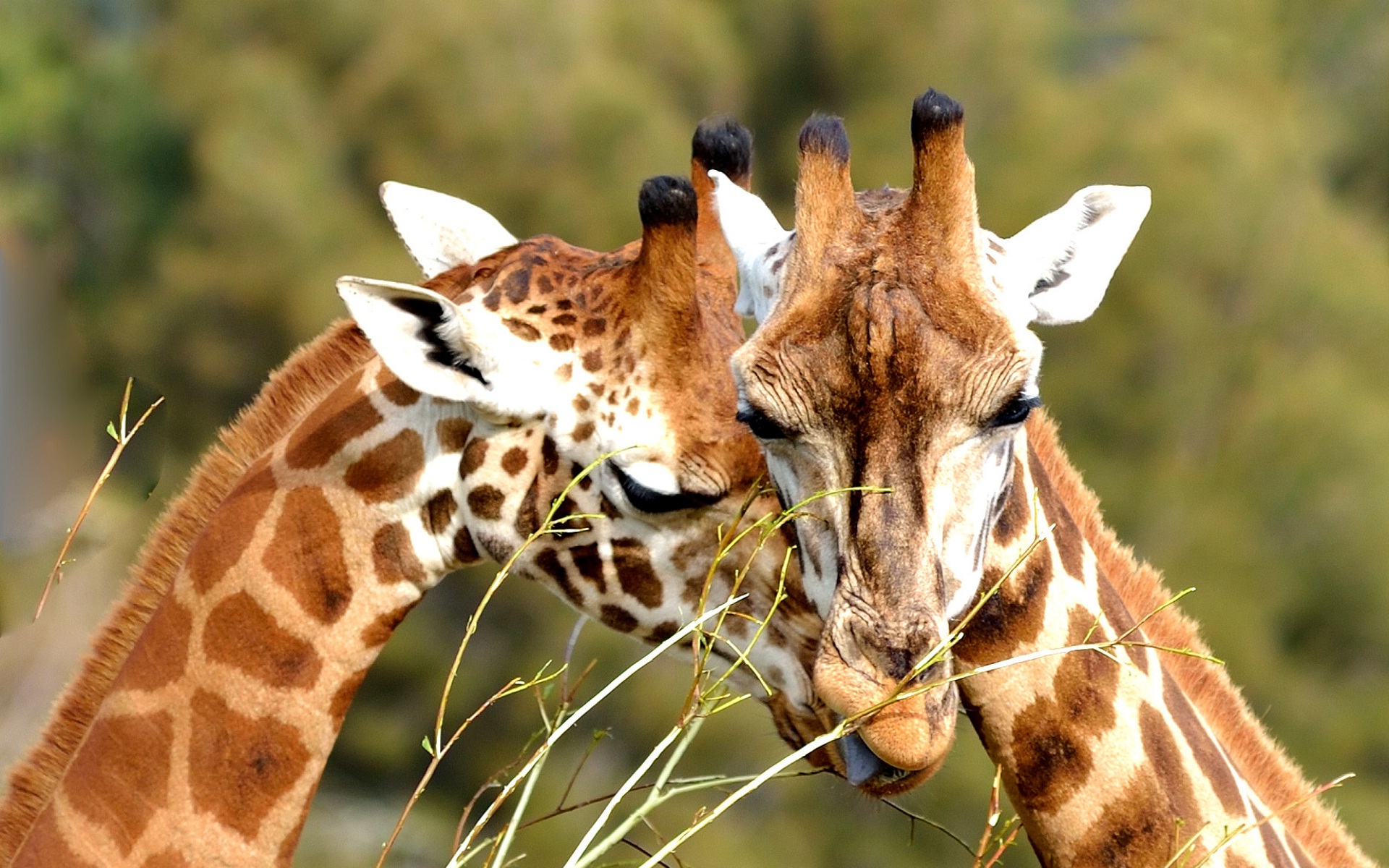 Giraffe couple love animal image | HD Wallpapers Rocks