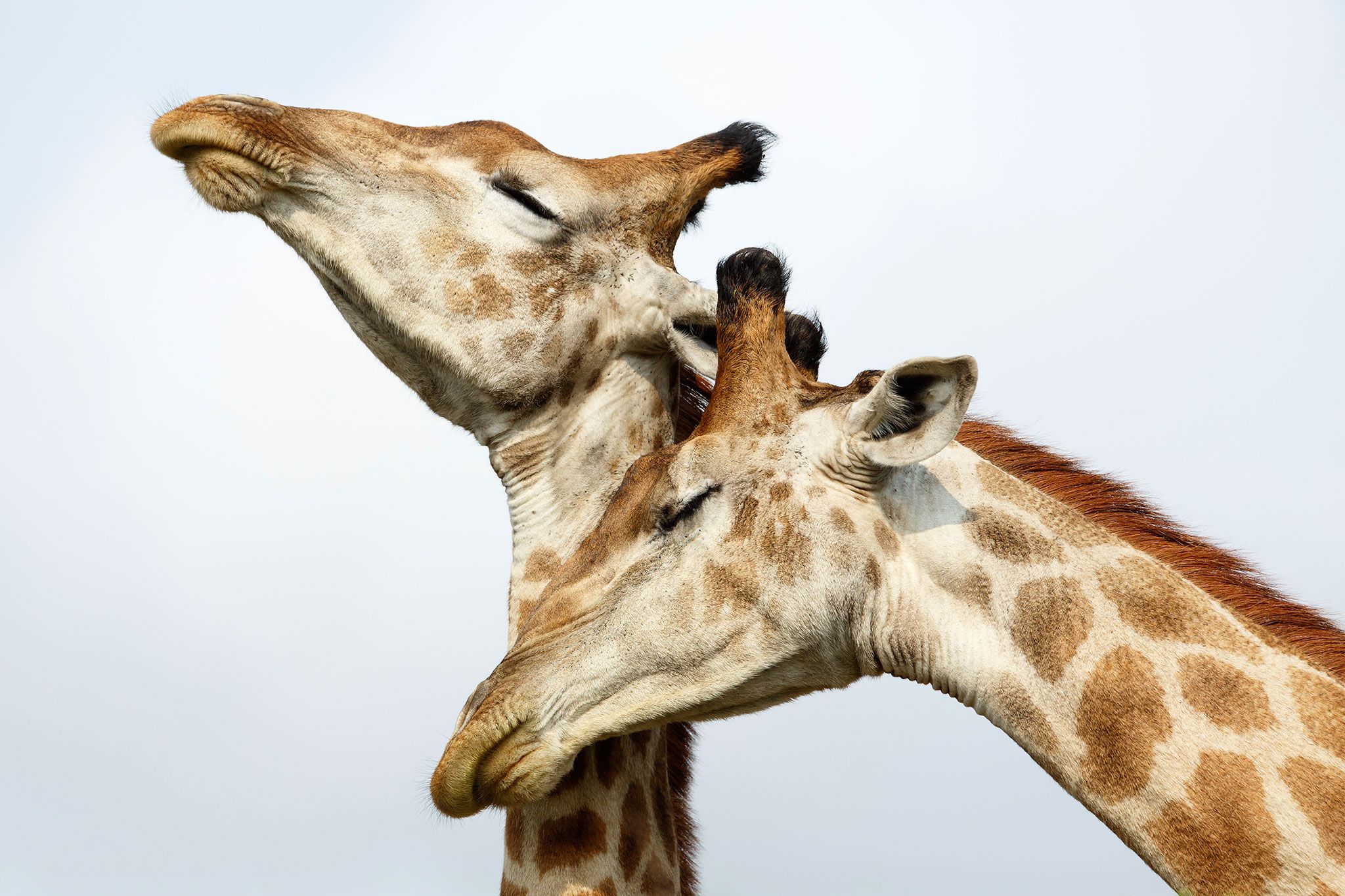 Giraffe couple photo