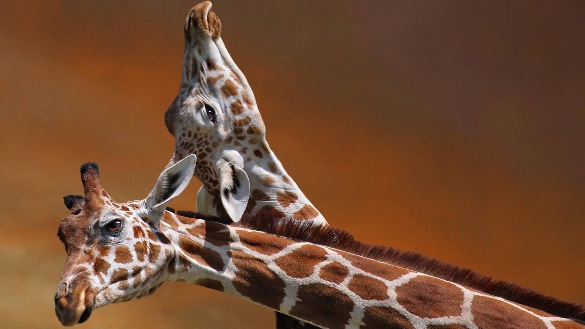 Giraffe Couple Animal High Quality HD Wallpapers - Download Hd ...