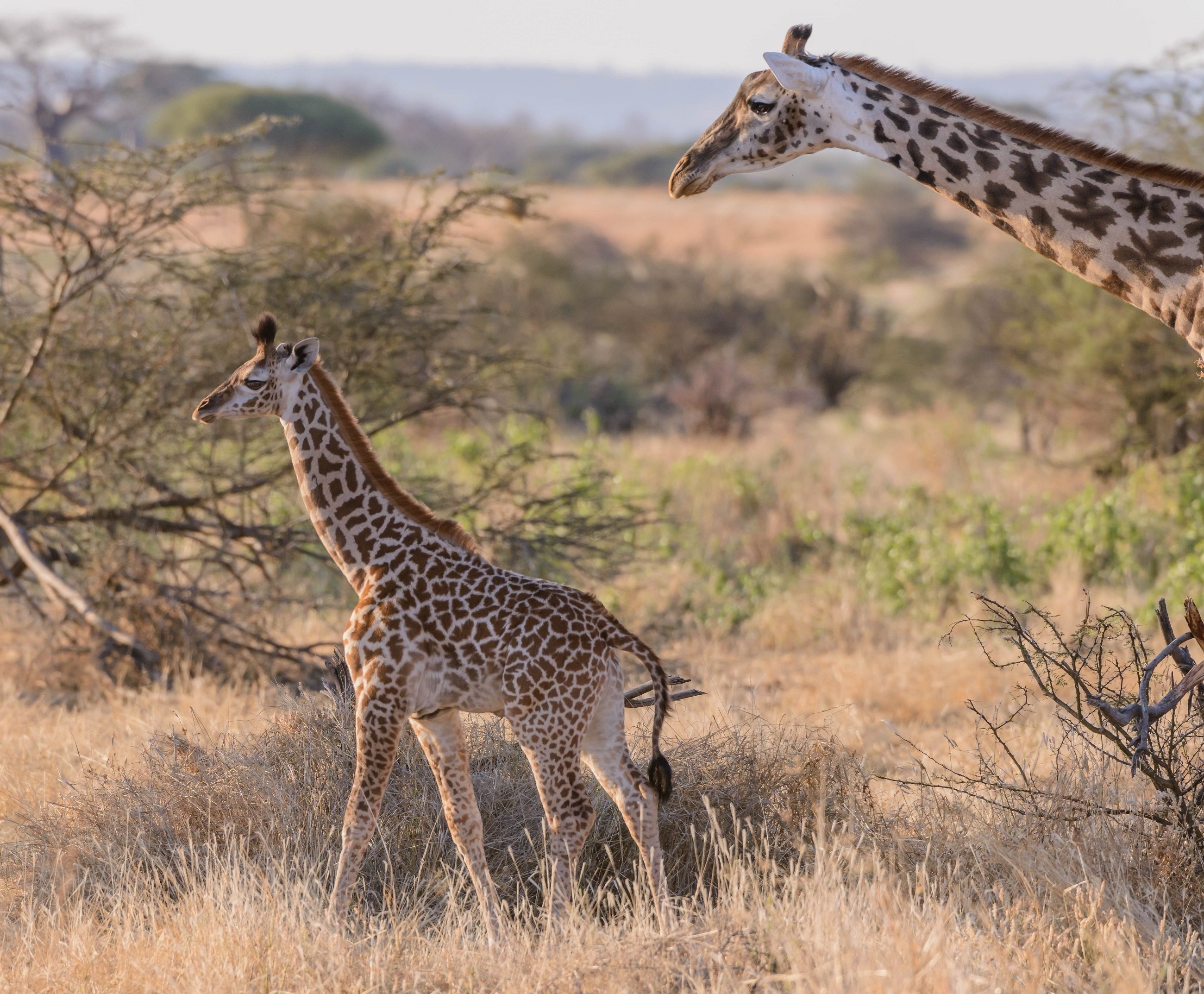 Baby Animals: Africa Giraffe Baby Couple Savannah Cartoon Picture Of ...
