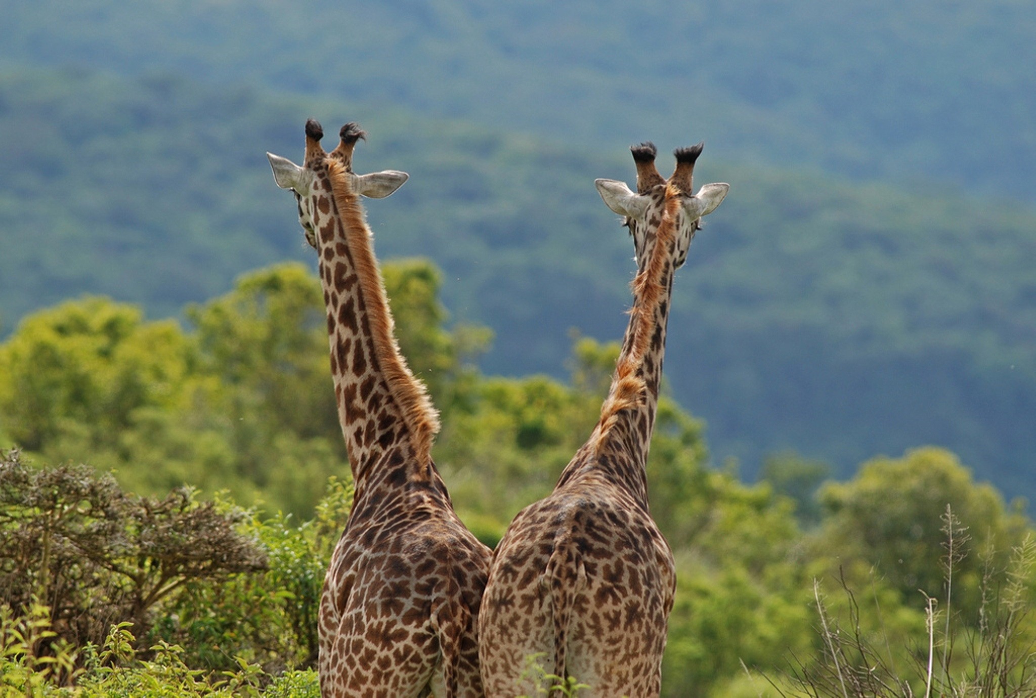 Giraffe Life Nature Couple Giraffes Wild Images Pictures ~ Giraffe ...