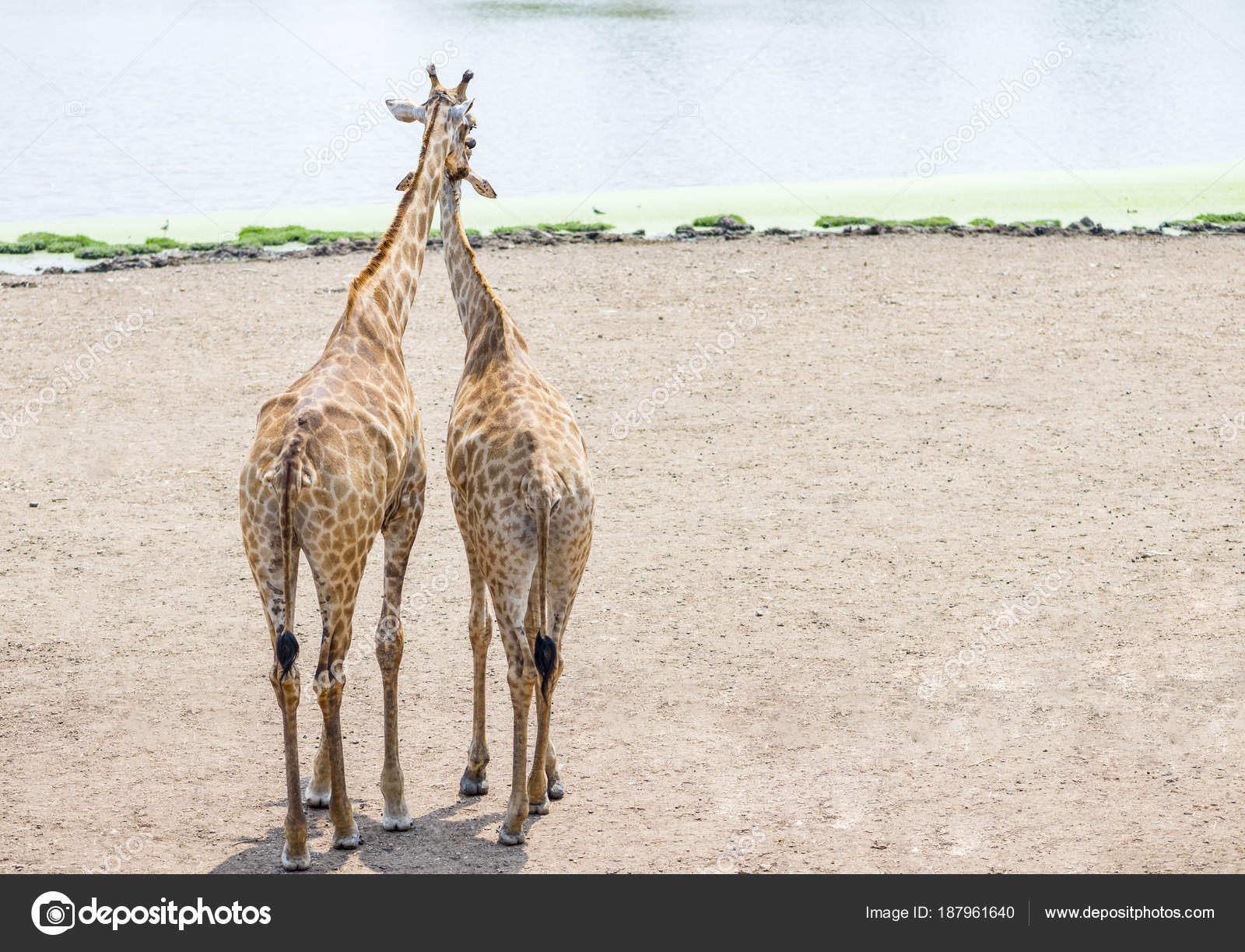 Couple of giraffe standing together — Stock Photo © somdul #187961640