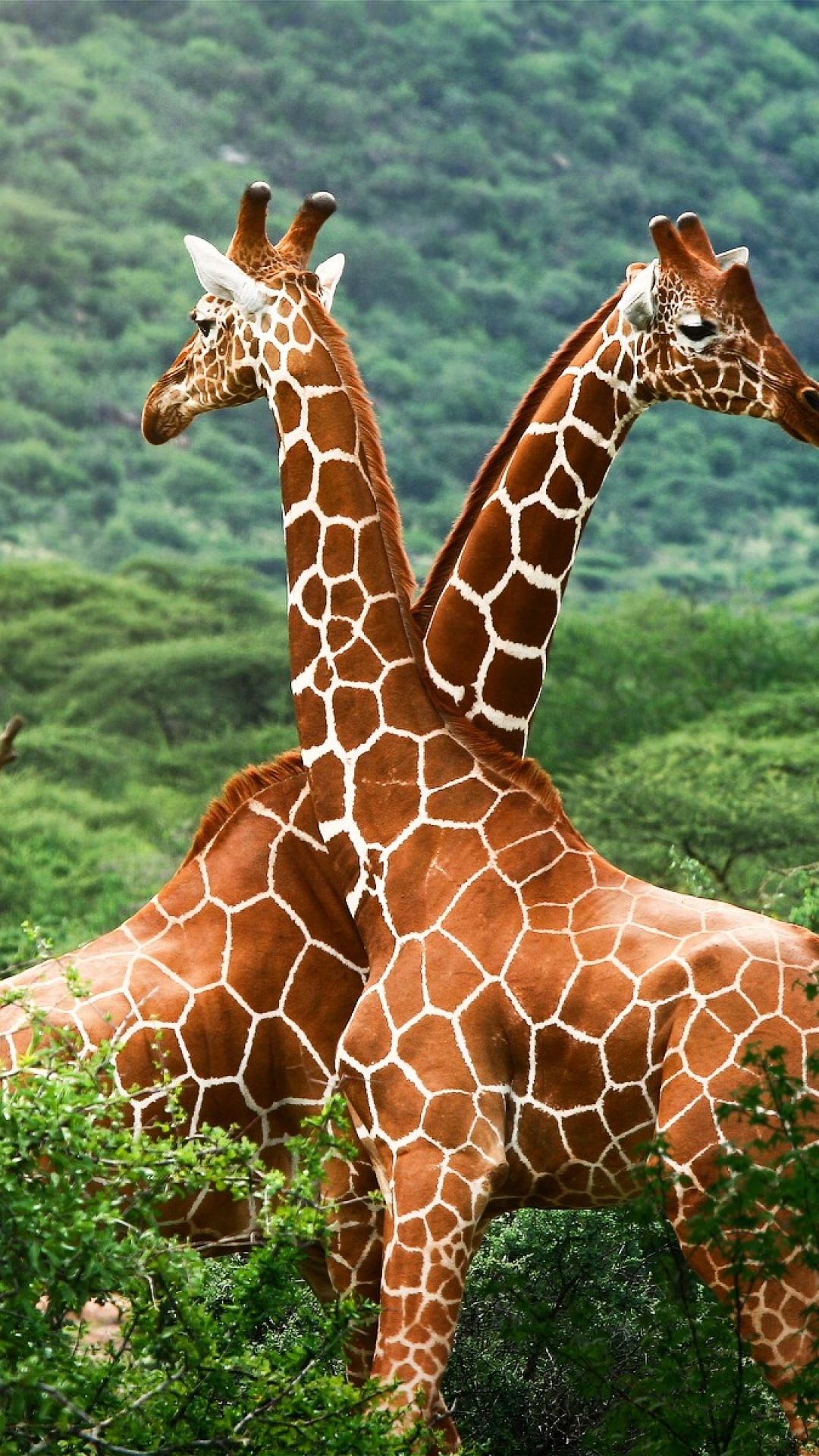 giraffes, trees, couple, spotted | Giraffes | Pinterest | Giraffe ...
