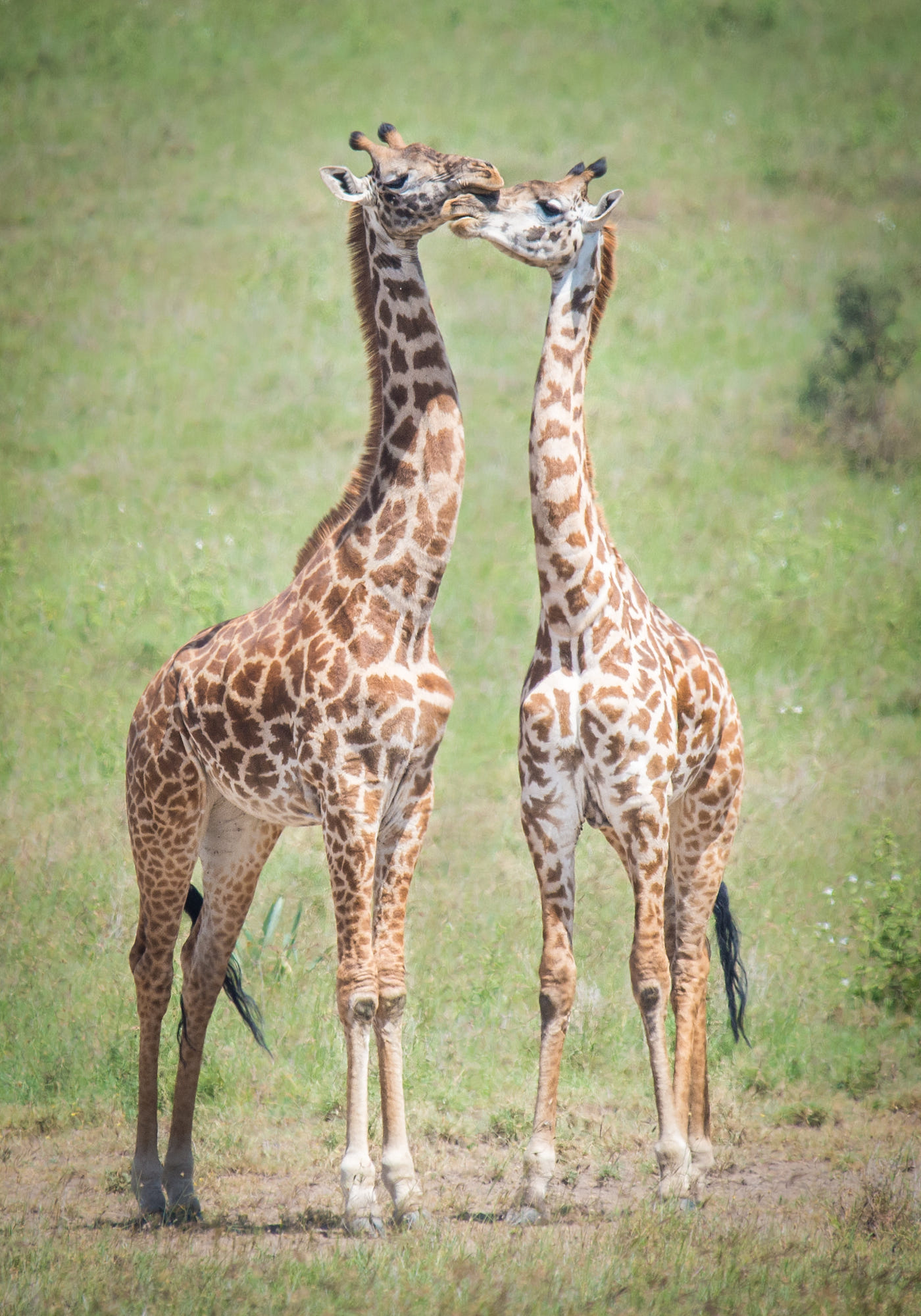 A cute giraffe couple cuddling. Photo taken during a safari in Kenya ...
