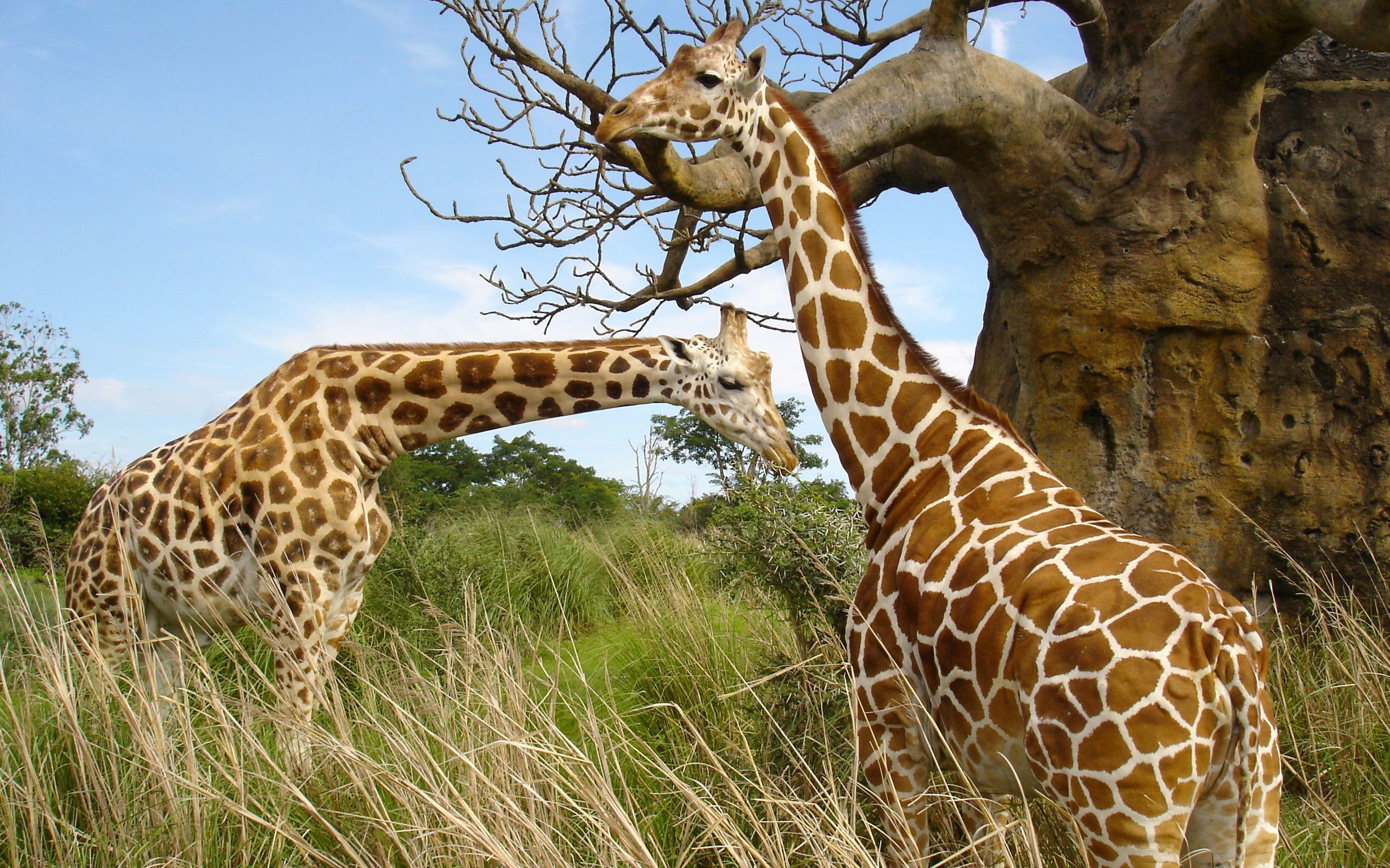 Two Animal Giraffe Couple Love Together in Jungle HD Photo | HD ...